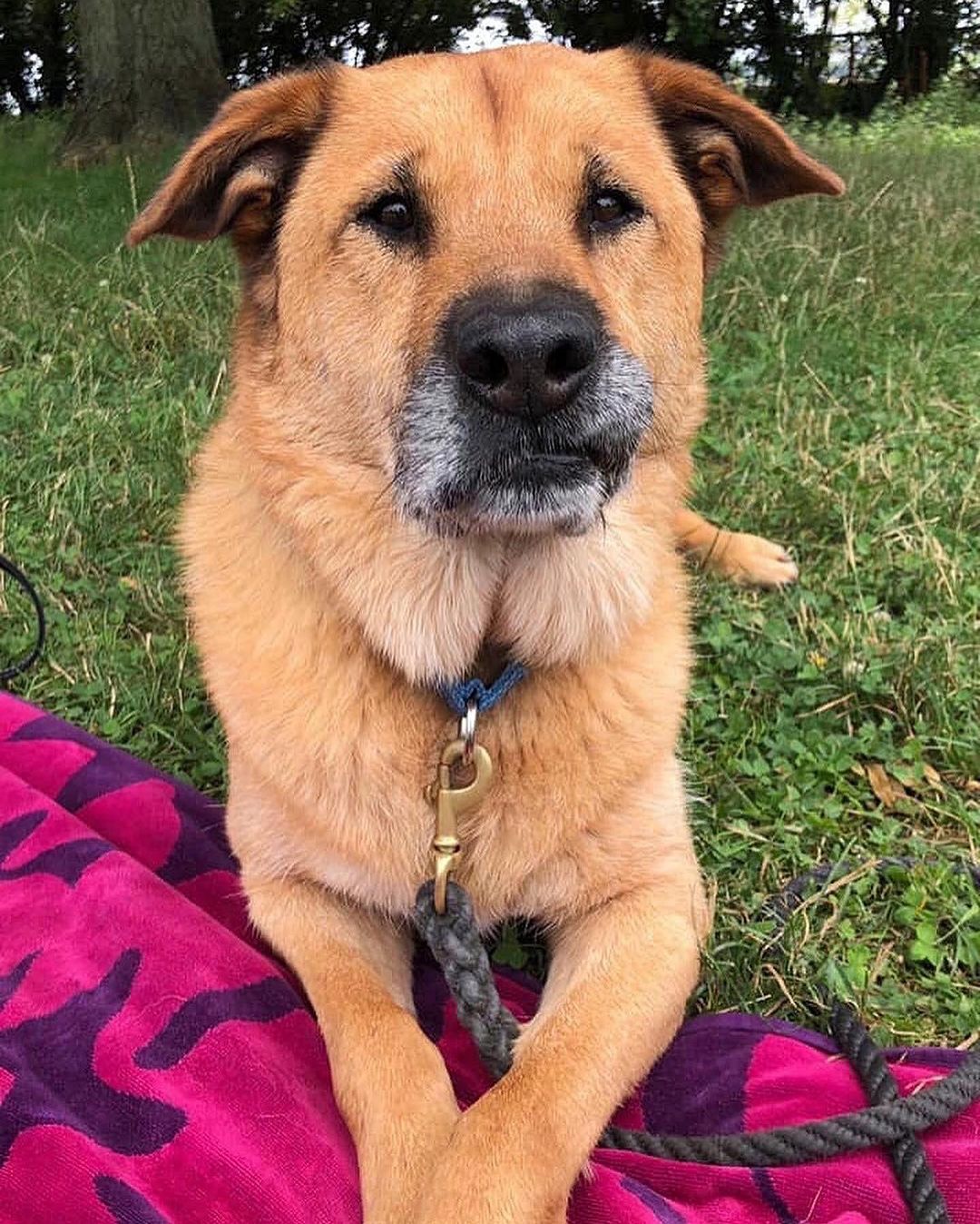 We’ve got JAMES in the building for our <a target='_blank' href='https://www.instagram.com/explore/tags/SeniorSunday/'>#SeniorSunday</a> breakdown!
Oooooh, look at this salt & pepper boy. James is a ten-year-old Shepard mix with a laid-back disposition and fox-like tail. He enjoys the little things like leisurely walks, sniffing the air, taking in his surroundings, and rainy days where he can feel the raindrops on his fur.

James’ love language is Quality Time -- One on one time spent together; sharing experiences as an expression of love. He wants to be a companion so badly. He wants to lay by your feet while you read the newspaper. He wants you to smile when you hear the sound of his tail slapping against the sofa when you come home from work. He wants to remind you to take a break from life and go for a walk in the crisp afternoon air. He wants to be your best bud. 

James is a loving, loyal, handsome pet who walks well on a leash, does well with other large dogs, and needs a home. So if you’re looking for a solid, reliable, always-happy-to-see-you, best friend kind of dog… then there is no better than James. 

And remember, November is <a target='_blank' href='https://www.instagram.com/explore/tags/SeniorMonth/'>#SeniorMonth</a>, and @stellaandchewys is covering all adoption fees for senior dogs. Let’s get James <a target='_blank' href='https://www.instagram.com/explore/tags/HomeForTheHolidays/'>#HomeForTheHolidays</a>

One of the best perks of adopting a senior (besides unbridled adoration) is that they already have a complete set of manners like housetraining and knowing boundaries. 

For more info or to apply to adopt James, please visit us at NYCSecondChanceRescue.org
 <a target='_blank' href='https://www.instagram.com/explore/tags/BecauseTheyMatter/'>#BecauseTheyMatter</a>