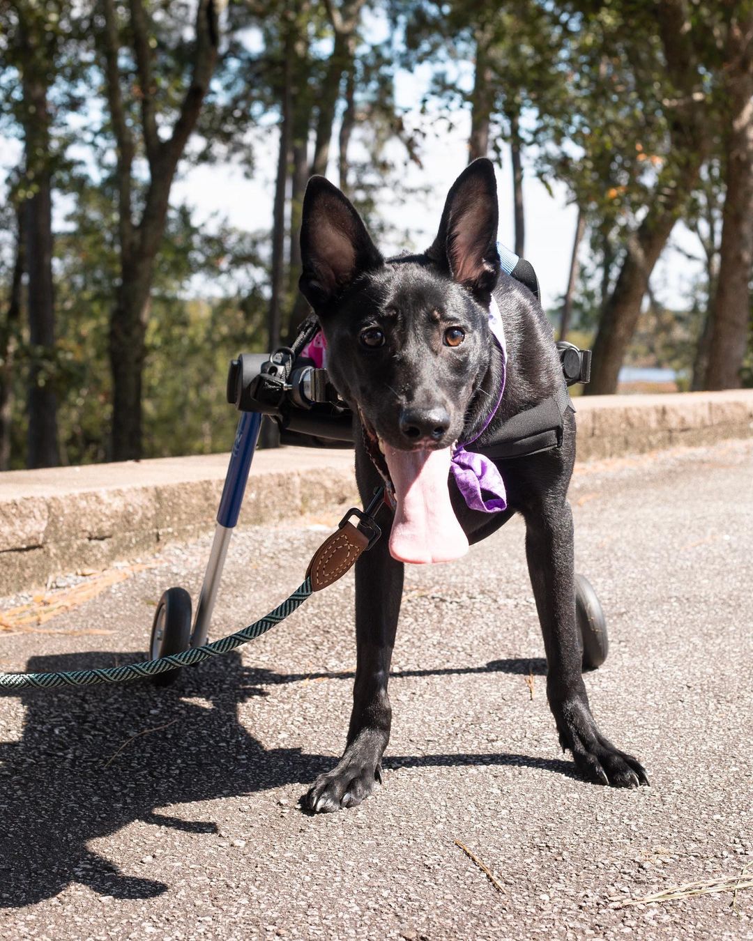 Katniss on Wheels is officially available for adoption!!! 

Katniss is our amazing warrior girl! She is almost a year old and has already conquered so many challenges in her life. She was born with a spinal defect that left her with no function in her back legs and limited control of her bladder and bowel movements. Katniss recently had both her back legs amputated as well as her tail to help decrease injury and improve mobility. The decision to amputate was a tough one, but after speaking with our veterinarians, we decided it was the best thing for Katniss. 

Despite all the hurdles she has overcome, Katniss is healthy and loving life to the max! Even as a puppy, Katniss has never let anything slow her down! She is a master scooter, wheelchair champ, and absolute firecracker! She is the happiest dog you will ever meet and she always has a smile or kiss for anyone. Katniss is good with all people and other dogs! She is a true ray of sunshine.

Taking care of Katniss has its challenges but it is also so rewarding to see her living a happy full life. On a daily basis, Katniss spends time in her crate, free time out in a controlled space, and structured exercise in her wheelchair or drag bag. Katniss loves going on walks and seeing all her fans in our neighborhood. 

Outside of her space or in her wheelchair, Katniss wears a diaper and does really well with this arrangement. She absolutely loves all the extra water she gets to drink during her Sunday bath time and will do anything for a special treat! Katniss knows to wait before eating or drinking and is learning other basic commands. She loves playing with toys and normally picks one special stuffy to be her favorite. 

Katniss is an absolute joy and spreads sunshine everywhere she goes. This feisty amazing girl can not wait to find her forever home!

She is spayed, microchipped, up to date on vaccines, and Heartworm negative. 

If interested in adopting this cutie, please head to the website and submit an adoption application 🖤

https://www.eunoiarescue.org/adopt