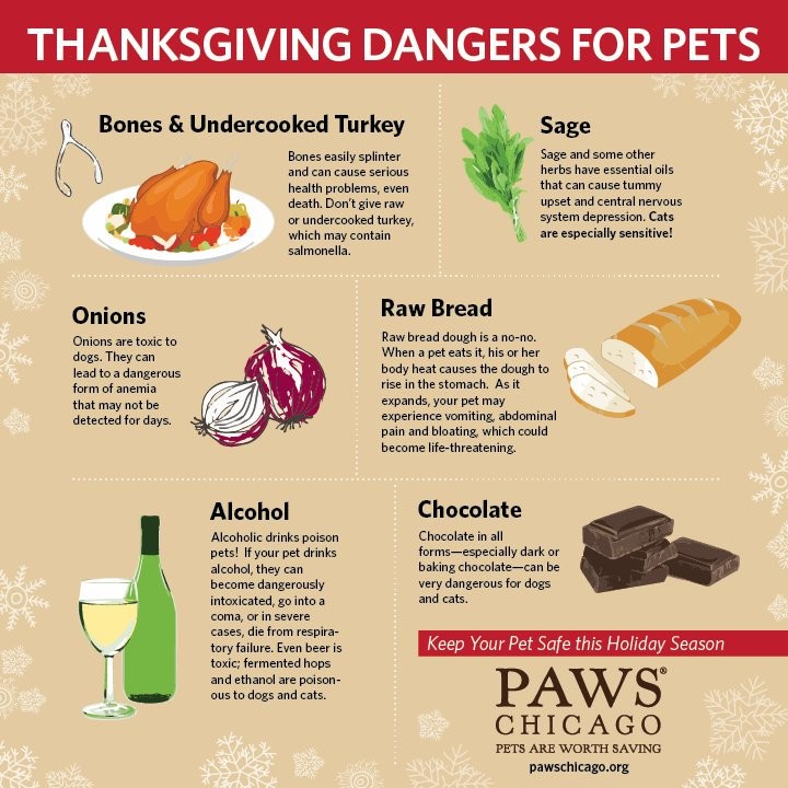 Peanut is here to share some tips to keep your pup safe during the Thanksgiving feast 🦃 🌽 🥖

If you want to treat your pet the right way, consider sugar-free pumpkin puree or green beans! 🧡 💚

Read more at the link in bio & please share to pass the knowledge along. 

Psst... Peanut 🥜 is still looking for his home for the holidays. Learn more about him on our website!