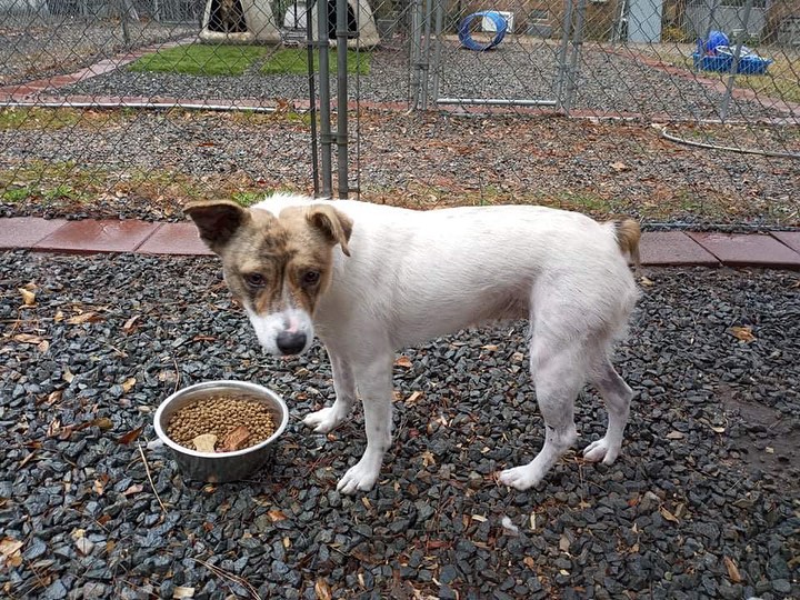 Lulu is thinking about the sunshine we had yesterday and wondering where it went!

🐾
💕
Get your applications in!
https://www.causendogrescue.org/adoption-application.html 
🐾
💕
🐾
We only do meet and greets for approved applications.

Adoption fee is $250.

All dogs will be Up-to-date on Shots, worming, Spayed/Neutered and Microchipped.  We will also do random, periodic vet checks to ensure all dogs adopted from us continue to have the best care.  We will check for any follow up visits needed and that they are on a monthly Heartworm Prevention.

If you rent or own a home, we prefer you to have a fenced in yard. 

Apartment living is also ok but prefer a fenced in area if close to the road.
All adults in the home will need to know they are getting a dog and will need to sign the adoption agreement.
We do not adopt to college students with multiple roommates. 
Military will need to provide a backup plan.
We require all pets in the home to be spay and/or neutered. Because too many dogs are being killed, due to there not being enough homes per dog in need. Only the lucky ones end up here.
*
*
<a target='_blank' href='https://www.instagram.com/explore/tags/adoptdontshop/'>#adoptdontshop</a> <a target='_blank' href='https://www.instagram.com/explore/tags/adopt/'>#adopt</a> <a target='_blank' href='https://www.instagram.com/explore/tags/adoption/'>#adoption</a> <a target='_blank' href='https://www.instagram.com/explore/tags/puppy/'>#puppy</a> <a target='_blank' href='https://www.instagram.com/explore/tags/puppylove/'>#puppylove</a> <a target='_blank' href='https://www.instagram.com/explore/tags/puppyoftheday/'>#puppyoftheday</a> <a target='_blank' href='https://www.instagram.com/explore/tags/puppies/'>#puppies</a> <a target='_blank' href='https://www.instagram.com/explore/tags/puppiesofinstagram/'>#puppiesofinstagram</a> <a target='_blank' href='https://www.instagram.com/explore/tags/rescuedog/'>#rescuedog</a> <a target='_blank' href='https://www.instagram.com/explore/tags/rescue/'>#rescue</a> <a target='_blank' href='https://www.instagram.com/explore/tags/rescuedogsofinstagram/'>#rescuedogsofinstagram</a> <a target='_blank' href='https://www.instagram.com/explore/tags/rescuedogs/'>#rescuedogs</a> <a target='_blank' href='https://www.instagram.com/explore/tags/dogs/'>#dogs</a> <a target='_blank' href='https://www.instagram.com/explore/tags/dogsofinstagram/'>#dogsofinstagram</a> <a target='_blank' href='https://www.instagram.com/explore/tags/rescuelife/'>#rescuelife</a> <a target='_blank' href='https://www.instagram.com/explore/tags/causendogrescue/'>#causendogrescue</a> <a target='_blank' href='https://www.instagram.com/explore/tags/petstagram/'>#petstagram</a> <a target='_blank' href='https://www.instagram.com/explore/tags/happypuppy/'>#happypuppy</a> <a target='_blank' href='https://www.instagram.com/explore/tags/happydog/'>#happydog</a> <a target='_blank' href='https://www.instagram.com/explore/tags/petsagram/'>#petsagram</a> <a target='_blank' href='https://www.instagram.com/explore/tags/support/'>#support</a> <a target='_blank' href='https://www.instagram.com/explore/tags/donate/'>#donate</a> <a target='_blank' href='https://www.instagram.com/explore/tags/dogstagram/'>#dogstagram</a> <a target='_blank' href='https://www.instagram.com/explore/tags/volunteer/'>#volunteer</a> <a target='_blank' href='https://www.instagram.com/explore/tags/NorthCarolina/'>#NorthCarolina</a> <a target='_blank' href='https://www.instagram.com/explore/tags/Pet/'>#Pet</a> <a target='_blank' href='https://www.instagram.com/explore/tags/foster/'>#foster</a> <a target='_blank' href='https://www.instagram.com/explore/tags/pets/'>#pets</a> <a target='_blank' href='https://www.instagram.com/explore/tags/petsofinstagram/'>#petsofinstagram</a> <a target='_blank' href='https://www.instagram.com/explore/tags/petlover/'>#petlover</a>