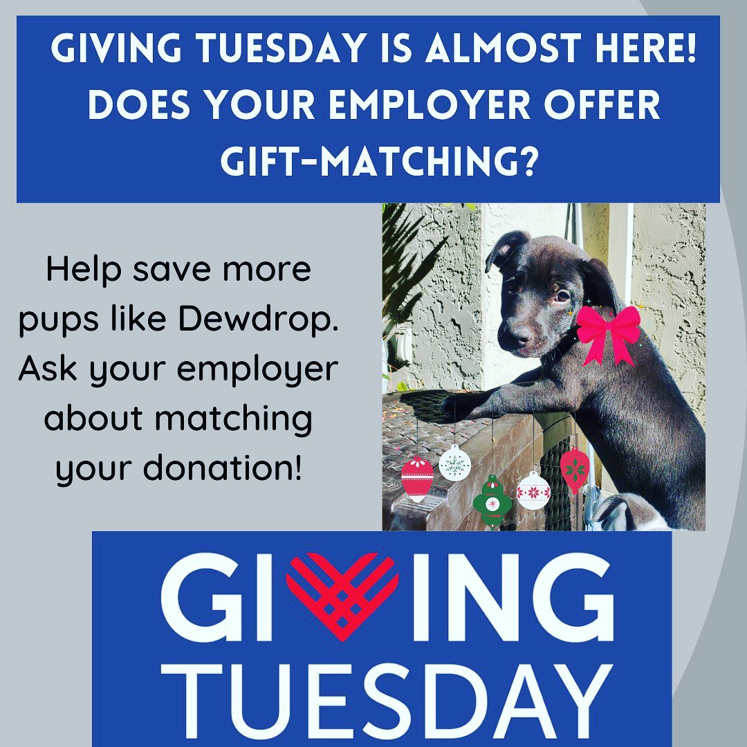 GIVING TUESDAY is one week from today! Did you know that many companies, including Google, Apple, Visa, PayPal, HP, Sephora, and Adobe, just to name a few, offer donation matching to their employees? Ask your employer now if they will match your donation, and donate to DPS Rescue on 11/30/21! Help us save more lives in the new year!

<a target='_blank' href='https://www.instagram.com/explore/tags/givingtuesday/'>#givingtuesday</a> <a target='_blank' href='https://www.instagram.com/explore/tags/matchingdonations/'>#matchingdonations</a> <a target='_blank' href='https://www.instagram.com/explore/tags/donorsareheroes/'>#donorsareheroes</a> <a target='_blank' href='https://www.instagram.com/explore/tags/donate/'>#donate</a>