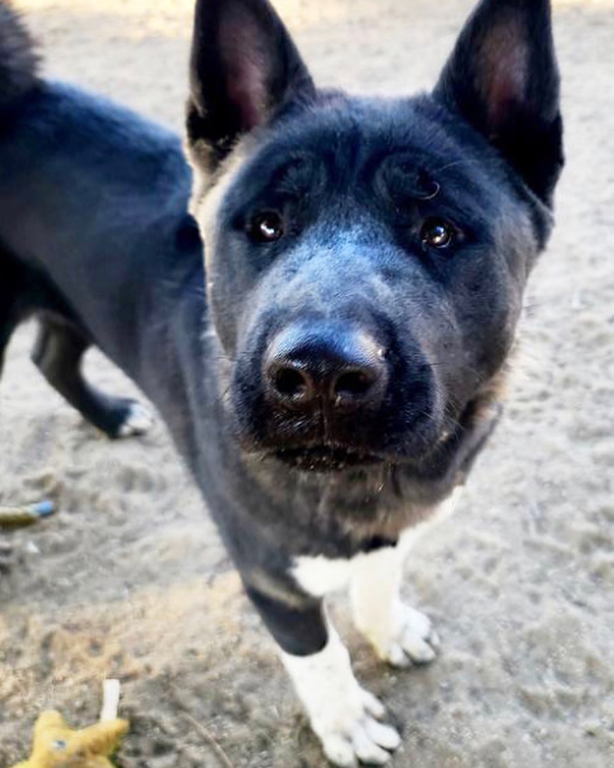 💙Poor Zander was turned in at the night drop at the Yucca Valley shelter. He weighs about 85lbs.  He plays 