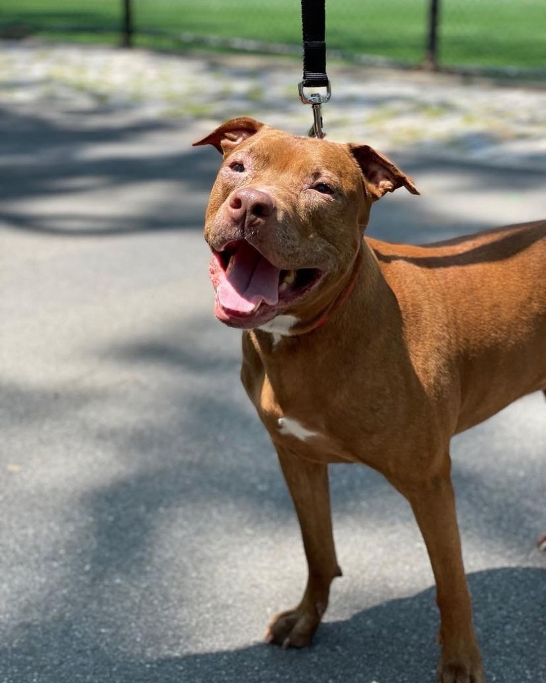 Monday morning blues got you down? MARINA pick-me-up post coming your way!

Our smiliest senior lady Marina is looking for her forever people. This little butter biscuit is a ray of sunshine. 

She’s a ten-year-old dog who is part Amstaf and part social butterfly. 

Marina is polite, gentle, and likes everyone she meets. Want to befriend our Marina? Rub her belly and toss a cozy blanket on top of her to snuggle under. She’ll fall in love.

She knows basic commands, is house trained, loves being outdoors, and walks politely on a leash.

❤️ One of the best things about adopting a senior is the look in their eyes when they know they are finally home and have so much gratitude for you.

November is Adopt A Senior Month! Let's honor this special lady (Marina) by getting her a forever home. 🐾🌟

For more info or to adopt Marina, visit us at NYCSecondChanceRescue.org