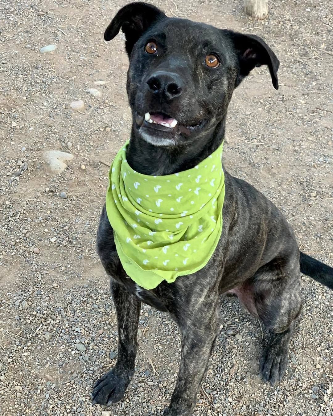 Today we want to highlight a staff favorite, Chewy! This friendly, goofy, outgoing and affectionate 4 year old has been with us for over 80 days and is more than ready to find his forever family. 

Chewy is a good listener, knows basic commands and is awesome on a leash! He enjoys spending time with gentle dogs but is more interested in the people around him. Chewy loves everyone he meets and adores kiddos.

Chewy is looking for an active home that will take him on daily walks and weekend outdoor adventures. This smart, lovable guy needs an affectionate home that understands his enthusiasm for life and I’ve for adventures ♥️

Interested in adopting Chewy? Apply online today and a team member will call you to set up a time for you to meet this kindhearted guy!

<a target='_blank' href='https://www.instagram.com/explore/tags/lpchs/'>#lpchs</a> <a target='_blank' href='https://www.instagram.com/explore/tags/adoptashelterpet/'>#adoptashelterpet</a> <a target='_blank' href='https://www.instagram.com/explore/tags/homefortheholidays/'>#homefortheholidays</a> <a target='_blank' href='https://www.instagram.com/explore/tags/pittienation/'>#pittienation</a> <a target='_blank' href='https://www.instagram.com/explore/tags/adoptlocal/'>#adoptlocal</a>