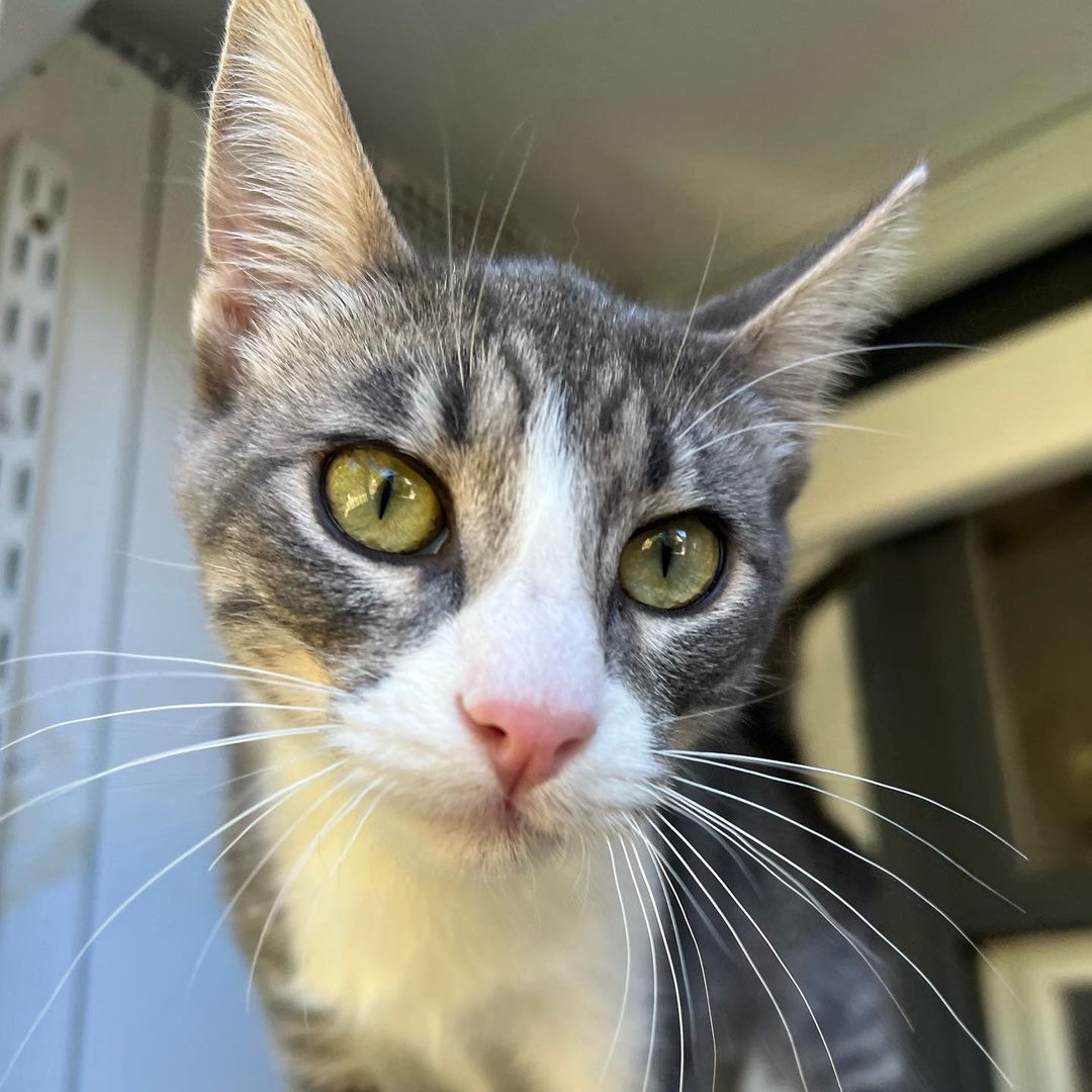 We love Mitzi !!! 
And we know you would too if you met her. Super duper playful, lap cat, kiss monster, gets along great with other cats, good with cat respecting dogs and kids! Her litter did test positive for FIV and sadly, we think it’s keeping her from getting adopted. Which is so sad because it’s not a big deal. 💔 Three of her brothers found their homes, now it’s her and her brother, Bodhi’s turn to go home. 
She is fully vetted and ready to go home. She is almost 5 months old. 
DM for an adoption questionnaire! 
.
.
.

.

.
.
.

.
<a target='_blank' href='https://www.instagram.com/explore/tags/tabbykitty/'>#tabbykitty</a><a target='_blank' href='https://www.instagram.com/explore/tags/fivpositive/'>#fivpositive</a><a target='_blank' href='https://www.instagram.com/explore/tags/fivpositivecat/'>#fivpositivecat</a><a target='_blank' href='https://www.instagram.com/explore/tags/fivpositivelyloved/'>#fivpositivelyloved</a><a target='_blank' href='https://www.instagram.com/explore/tags/whiskerwednesday/'>#whiskerwednesday</a><a target='_blank' href='https://www.instagram.com/explore/tags/kittensofig/'>#kittensofig</a><a target='_blank' href='https://www.instagram.com/explore/tags/adoptdontshop/'>#adoptdontshop</a><a target='_blank' href='https://www.instagram.com/explore/tags/carsonsheltersurvivor/'>#carsonsheltersurvivor</a><a target='_blank' href='https://www.instagram.com/explore/tags/sheltercat/'>#sheltercat</a><a target='_blank' href='https://www.instagram.com/explore/tags/formerbottlebaby/'>#formerbottlebaby</a><a target='_blank' href='https://www.instagram.com/explore/tags/cattastic/'>#cattastic</a><a target='_blank' href='https://www.instagram.com/explore/tags/fostercats/'>#fostercats</a><a target='_blank' href='https://www.instagram.com/explore/tags/fostercatsofinstagram/'>#fostercatsofinstagram</a>