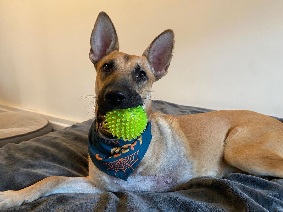 🐾💚Adopter Needed💚🐾 Lottie is a shepherd mix, about 40 pounds and is a sweet and quiet gal. She is around 2 years old and came to ASR needing to become a tripod due to her prior medical ,but has thrived ever since! Being an Amazing Tres doesn't stop her from getting out and about and having a good time. She does great with other dogs and would love to have a buddy in the home. She is a little shy with new people at first ,but LOVES pepperoni as that is the key to making her your BFF.  She would be fine with older kids ,but the younger kiddos are a little too small for her speed. She would love a family to give her all the belly rubs, ear scratches (have you seen those ears??) and quiet times are in store for this pretty girl with a family like yours. She'll be forever grateful and reciprocate with a lifetime of devotion. Submit your application today to meet Lottie today!
<a target='_blank' href='https://www.instagram.com/explore/tags/amazingstraysrescue/'>#amazingstraysrescue</a>

If you are interested, please fill out an Application on our website- amazingstraysrescue.org

🐾All supplies and an amazing support team included! 

🐾 Please share this on your social media 

🐾 Want to help? All of our incoming dogs have medical bills to be paid! You could sponsor a spay or neuter!

🐾 Fostering even for just two weeks is extremely helpful to a dog in need!

🐾 All supplies included!

<a target='_blank' href='https://www.instagram.com/explore/tags/RescueDog/'>#RescueDog</a> <a target='_blank' href='https://www.instagram.com/explore/tags/AdoptDontShop/'>#AdoptDontShop</a> <a target='_blank' href='https://www.instagram.com/explore/tags/RescuePuppy/'>#RescuePuppy</a> <a target='_blank' href='https://www.instagram.com/explore/tags/ForTheLoveOfDogs/'>#ForTheLoveOfDogs</a> <a target='_blank' href='https://www.instagram.com/explore/tags/GetInvolved/'>#GetInvolved</a> <a target='_blank' href='https://www.instagram.com/explore/tags/Donate/'>#Donate</a> <a target='_blank' href='https://www.instagram.com/explore/tags/Volunteer/'>#Volunteer</a> <a target='_blank' href='https://www.instagram.com/explore/tags/FosteringSavesLives/'>#FosteringSavesLives</a> <a target='_blank' href='https://www.instagram.com/explore/tags/dogsofinstagram/'>#dogsofinstagram</a> <a target='_blank' href='https://www.instagram.com/explore/tags/dogsofinsta/'>#dogsofinsta</a> <a target='_blank' href='https://www.instagram.com/explore/tags/asradoptme/'>#asradoptme</a>