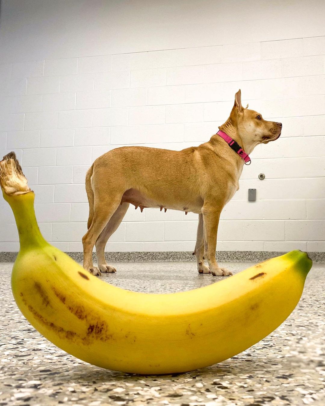 (Banana for scale) Adopt your very own Petite Pocket Pittie! Okay, maybe she’s not THAT small, but at 35 pounds, Miss Evie is at a lovely 