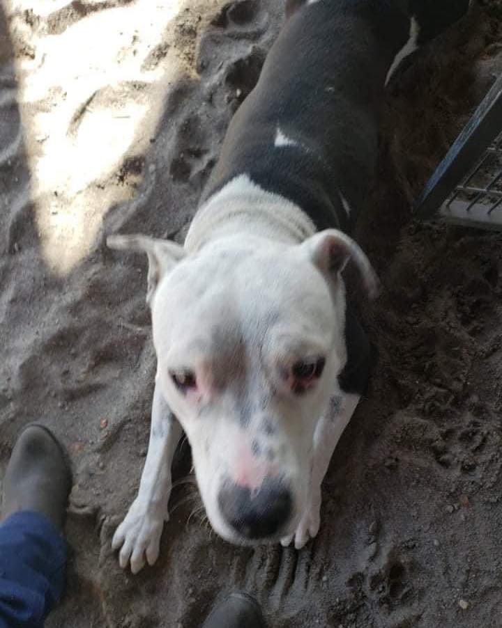 🚨🚨🚨URGENT!!!🚨🚨🚨

Petey has lost his home.  He came from the CSI vet tech program.  The couple that adopted him and picked him up Friday, lost the home they put a bid on and the place they are going to move to does not allow pets.

He is shut down.  He is timid.  He is unsure.  He has only known a kennel.  He needs a home.  He needs love.  He needs some decompression time. HE NEEDS A FAMILY!

Please help us save Petey!!! We only have today!!!
Share!  Share!  Share!  And if you can please open your home to save a life.  We were told he is good with other dogs.Good with kids.  Unknown on cats.  He needs house trained.  He is just existing at this point.

Please we need our Rescue Village to come together and safe this precious life!🙏🙏🙏