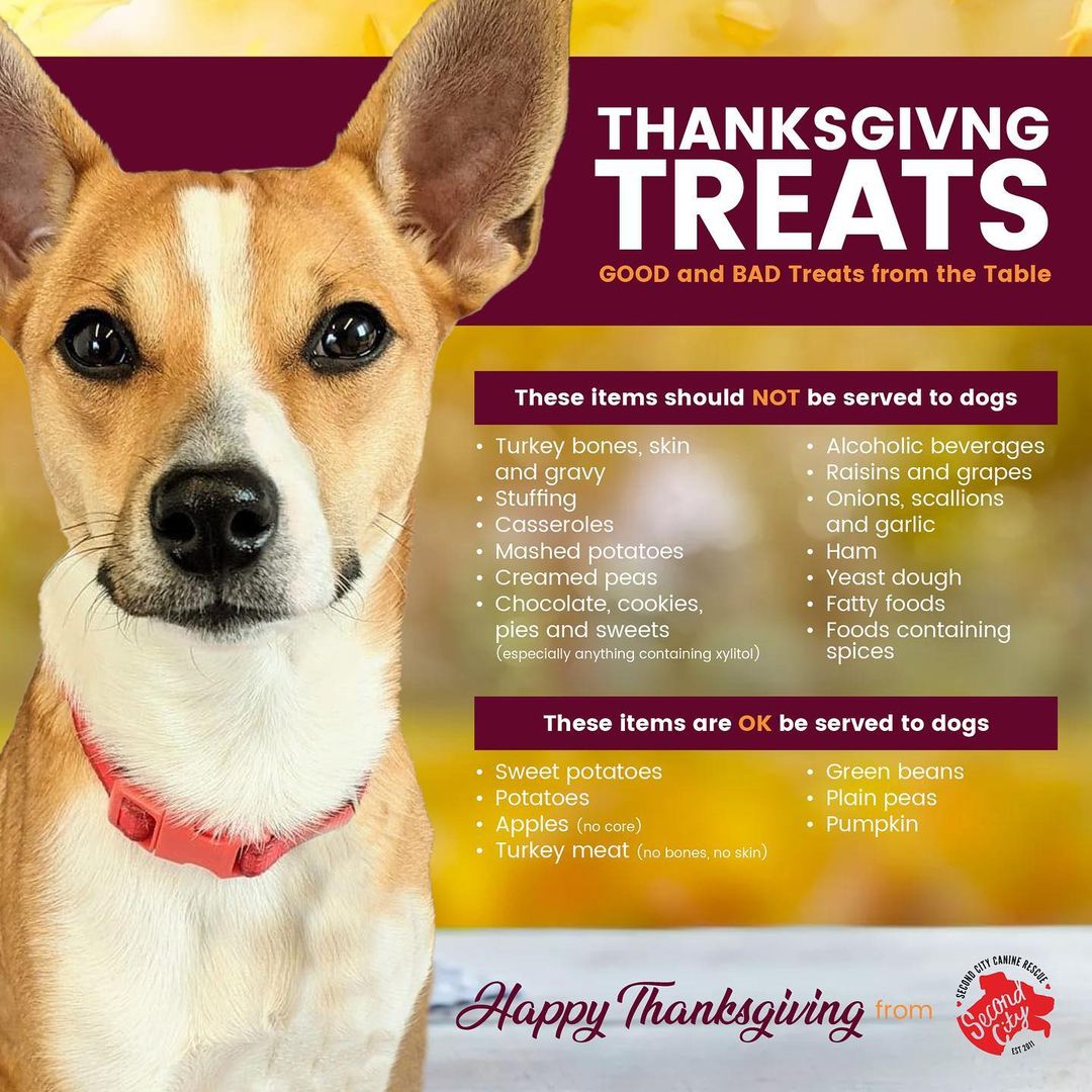 Thanksgiving is only two days away  and is basically the Super Bowl for dogs. Food everywhere, crumbs all over the floor, all sorts of family and friends around to beg for snacks. But not all treats are created equal! Make sure you’re keeping your pups safe by only allowing them to snack on the healthy stuff. Happy feasting!!