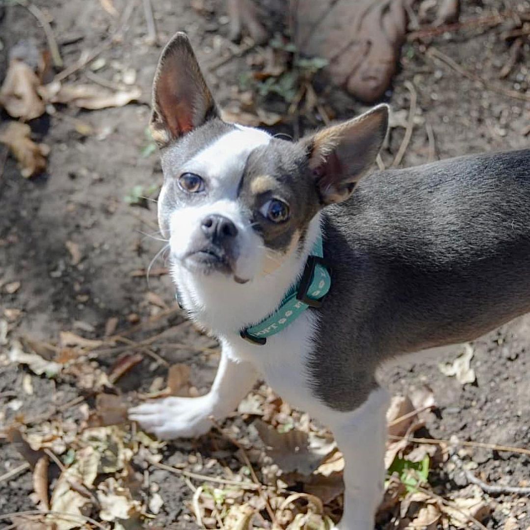 Meet Blasto! 

Blasto is a spunky 8 month old chi mix looking for a home to call his own! He can be a little timid at first but warms up quickly and once he does you best be ready for fun and puppy love! Big dogs can be intimidating for this little guy but if they play gently with him, they'll soon be best friends. He would prefer a home with no small children and another playful dog. His basics are coming a long well including understanding 