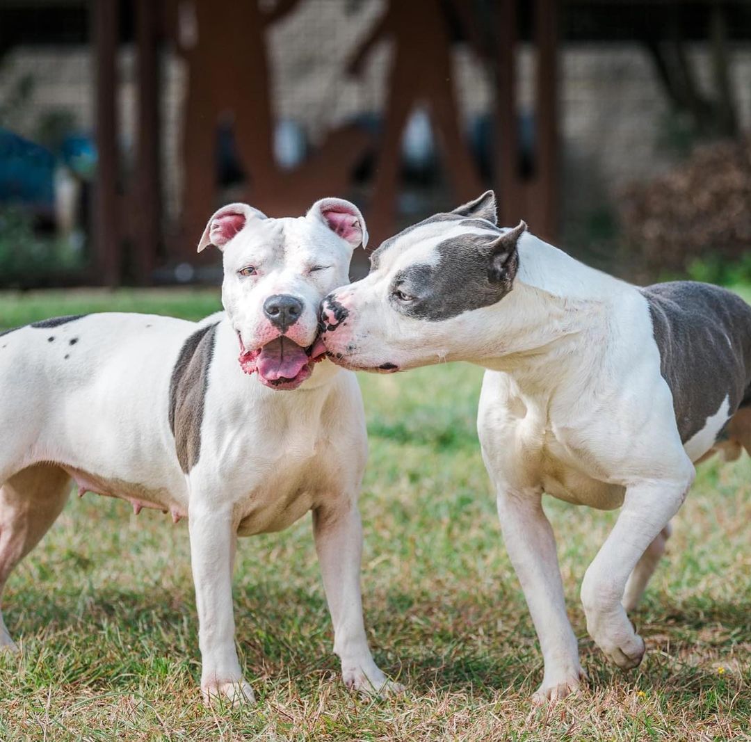 Meet Sky Sky! 

With just hours left to live, Sky Sky was saved! Three months after being dumped at the shelter with her brother due to her families 