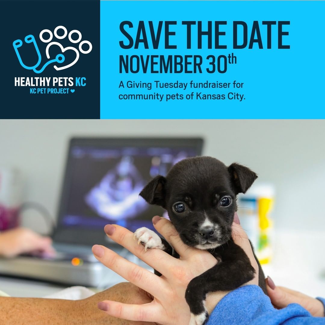 This Giving Tuesday on November 30th, KC Pet Project is raising funds for a new initiative that will launch in 2022. With your support, we will begin to build our program for low-cost veterinary services for our community pets in Kansas City, MO. Our goal will be to raise $50,000 to begin development of Healthy Pets KC. You can now donate to this cause or create your own fundraising page to support this campaign and help raise funds this Giving Tuesday at the link in our bio. <a target='_blank' href='https://www.instagram.com/explore/tags/healthypetskc/'>#healthypetskc</a>