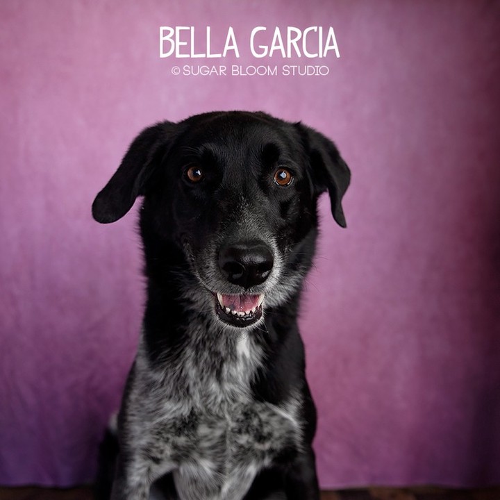 Meet Bella Garcia!  This sweet girl is 5 years old and looking for her people to love on.

She's 100% ready to join you on whatever adventure you have planned - hiking, walking, or just riding in the car.  She's equally happy to sleep at your feet while you work at your desk.  If it's movie night, she's all in! Ready to snuggle up to you or more preferably, be on your lap (yes, she's 60 lbs). Always ready with lots of kisses or a hug, this girl just wants to be close to you.

She's good with other dogs and has been enjoying playing with a rambunctious puppy. She's also very gentle and good around kids. 

Housebroken and crate trained, but doesn't need to be in one. She's making great progress learning to walk on a leash.

👇👇SUBMIT AN APPLICATION HERE: 👇👇
https://2babrescue.org/adoption-fees-info
.
.
.
<a target='_blank' href='https://www.instagram.com/explore/tags/2babr/'>#2babr</a> <a target='_blank' href='https://www.instagram.com/explore/tags/2blondesallbreedsrescue/'>#2blondesallbreedsrescue</a> <a target='_blank' href='https://www.instagram.com/explore/tags/rescuedogsofinstagram/'>#rescuedogsofinstagram</a> <a target='_blank' href='https://www.instagram.com/explore/tags/colorado/'>#colorado</a> <a target='_blank' href='https://www.instagram.com/explore/tags/denver/'>#denver</a> <a target='_blank' href='https://www.instagram.com/explore/tags/colroadorescue/'>#colroadorescue</a> <a target='_blank' href='https://www.instagram.com/explore/tags/rescuesofcolorado/'>#rescuesofcolorado</a> <a target='_blank' href='https://www.instagram.com/explore/tags/adoptdontshop/'>#adoptdontshop</a>