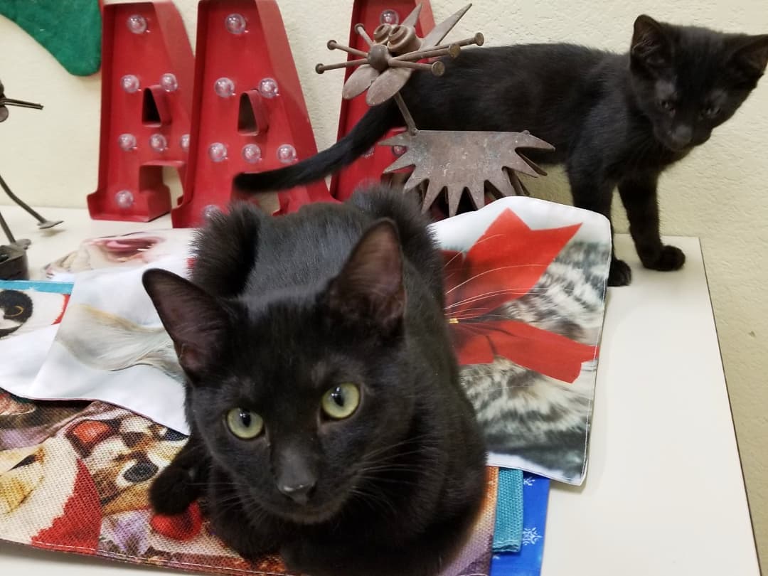 🎅🐈 Our PETCO Cat Lounge is all decorated for the holidays with a little help from our furriends 😹🎄

You're invited to stop by and get into the festive spirit with some absolutely adorable and affectionate cats and kittens 😻

Located inside PETCO Metro 2784 W Peoria Ave in Phoenix. 
Hours: 5:30-7:00pm Monday-Saturday and 5-6:30pm on Sundays. 

<a target='_blank' href='https://www.instagram.com/explore/tags/allaboutanimalsrescueaz/'>#allaboutanimalsrescueaz</a> <a target='_blank' href='https://www.instagram.com/explore/tags/savealife/'>#savealife</a> <a target='_blank' href='https://www.instagram.com/explore/tags/petcocatlounge/'>#petcocatlounge</a> <a target='_blank' href='https://www.instagram.com/explore/tags/adoptdontshop/'>#adoptdontshop</a> <a target='_blank' href='https://www.instagram.com/explore/tags/rescuedismyfavoritebreed/'>#rescuedismyfavoritebreed</a> <a target='_blank' href='https://www.instagram.com/explore/tags/rescuefosteradopt/'>#rescuefosteradopt</a> <a target='_blank' href='https://www.instagram.com/explore/tags/fosteringsaveslives/'>#fosteringsaveslives</a> <a target='_blank' href='https://www.instagram.com/explore/tags/thinkadoptionfirst/'>#thinkadoptionfirst</a> <a target='_blank' href='https://www.instagram.com/explore/tags/lovechangeseverything/'>#lovechangeseverything</a> <a target='_blank' href='https://www.instagram.com/explore/tags/allyouneedislove/'>#allyouneedislove</a> <a target='_blank' href='https://www.instagram.com/explore/tags/mynewbestfriend/'>#mynewbestfriend</a> <a target='_blank' href='https://www.instagram.com/explore/tags/kittylove/'>#kittylove</a> <a target='_blank' href='https://www.instagram.com/explore/tags/christmas/'>#christmas</a>  <a target='_blank' href='https://www.instagram.com/explore/tags/homefortheholidays/'>#homefortheholidays</a> <a target='_blank' href='https://www.instagram.com/explore/tags/snugglebuddy/'>#snugglebuddy</a> <a target='_blank' href='https://www.instagram.com/explore/tags/rescuecatsrock/'>#rescuecatsrock</a> <a target='_blank' href='https://www.instagram.com/explore/tags/gato/'>#gato</a> <a target='_blank' href='https://www.instagram.com/explore/tags/catadoptionphoenix/'>#catadoptionphoenix</a> <a target='_blank' href='https://www.instagram.com/explore/tags/adoptacat/'>#adoptacat</a> <a target='_blank' href='https://www.instagram.com/explore/tags/adoptakitten/'>#adoptakitten</a> <a target='_blank' href='https://www.instagram.com/explore/tags/openyourhearttoarescuecat/'>#openyourhearttoarescuecat</a> <a target='_blank' href='https://www.instagram.com/explore/tags/felinetherapy/'>#felinetherapy</a> <a target='_blank' href='https://www.instagram.com/explore/tags/felineshenanigans/'>#felineshenanigans</a> <a target='_blank' href='https://www.instagram.com/explore/tags/felinefun/'>#felinefun</a> <a target='_blank' href='https://www.instagram.com/explore/tags/playfulkitten/'>#playfulkitten</a> <a target='_blank' href='https://www.instagram.com/explore/tags/cuddlebuddy/'>#cuddlebuddy</a> <a target='_blank' href='https://www.instagram.com/explore/tags/purrbaby/'>#purrbaby</a> <a target='_blank' href='https://www.instagram.com/explore/tags/purrfection/'>#purrfection</a> <a target='_blank' href='https://www.instagram.com/explore/tags/catloaf/'>#catloaf</a> <a target='_blank' href='https://www.instagram.com/explore/tags/blackcatsaregoodluck/'>#blackcatsaregoodluck</a>