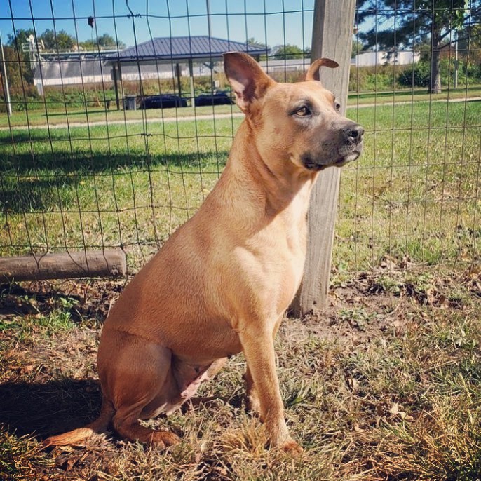 Her name is Lola, but she is NOT a show girl! She's a southern lady who made her way to Nebraska after her time was up in a rural pound and she was scheduled to be euthanized. It took Lola all but 10 seconds to adjust in her foster home after sitting in a kennel for nearly 5 months. She is truly amazing.

In her foster home, Lola has shown she is potty trained, kennel trained, and she is learning basic commands. She gets along great with kids but we recommend kids 7+ simply due to her size and tendency to forget she weighs more than small children. She can be selective of female dogs but loves to play with the male dog in her foster home. Lola would love a family who will play with her in the yard and take her on walks! Email braveanimalrescue@gmail.com with inquiries