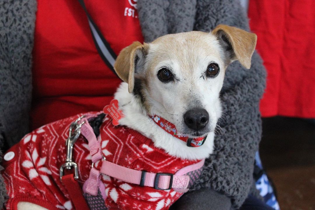 Happy Monday from Judy Garland❤️
Judy has quickly become a volunteer favorite at the rescue. She’s adorable and easy going, and she rocks those pajamas! Judy is a 9 year old Jack Russell mix. For more info or to apply to adopt Judy Garland, visit ReachRescue.org🐾 

<a target='_blank' href='https://www.instagram.com/explore/tags/adoptdontshop/'>#adoptdontshop</a> <a target='_blank' href='https://www.instagram.com/explore/tags/dogsofinstagram/'>#dogsofinstagram</a> <a target='_blank' href='https://www.instagram.com/explore/tags/rescuedogsofinstagram/'>#rescuedogsofinstagram</a> <a target='_blank' href='https://www.instagram.com/explore/tags/rescuedog/'>#rescuedog</a> <a target='_blank' href='https://www.instagram.com/explore/tags/rescue/'>#rescue</a> <a target='_blank' href='https://www.instagram.com/explore/tags/reachrescue/'>#reachrescue</a> <a target='_blank' href='https://www.instagram.com/explore/tags/dogs/'>#dogs</a> <a target='_blank' href='https://www.instagram.com/explore/tags/dog/'>#dog</a> <a target='_blank' href='https://www.instagram.com/explore/tags/doggo/'>#doggo</a> <a target='_blank' href='https://www.instagram.com/explore/tags/dogstagram/'>#dogstagram</a> <a target='_blank' href='https://www.instagram.com/explore/tags/dogoftheday/'>#dogoftheday</a> <a target='_blank' href='https://www.instagram.com/explore/tags/dogoftheweek/'>#dogoftheweek</a> <a target='_blank' href='https://www.instagram.com/explore/tags/dogsofinstaworld/'>#dogsofinstaworld</a> <a target='_blank' href='https://www.instagram.com/explore/tags/dog_features/'>#dog_features</a> <a target='_blank' href='https://www.instagram.com/explore/tags/dogsofinsta/'>#dogsofinsta</a> <a target='_blank' href='https://www.instagram.com/explore/tags/dogsofig/'>#dogsofig</a> <a target='_blank' href='https://www.instagram.com/explore/tags/instadog/'>#instadog</a>