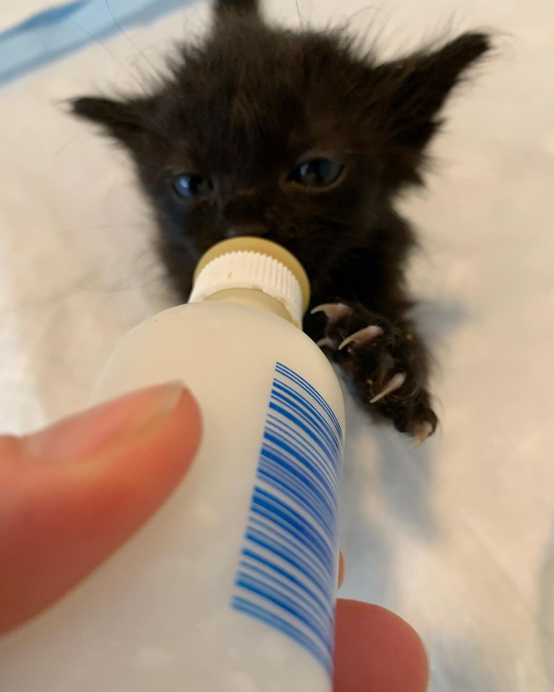 Bear 🐻is very serious about 🍼 🐈‍⬛🐾 ❤️<a target='_blank' href='https://www.instagram.com/explore/tags/pawsneedclaws/'>#pawsneedclaws</a> <a target='_blank' href='https://www.instagram.com/explore/tags/clawsout/'>#clawsout</a> <a target='_blank' href='https://www.instagram.com/explore/tags/bottlebaby/'>#bottlebaby</a> <a target='_blank' href='https://www.instagram.com/explore/tags/bottlebabykitten/'>#bottlebabykitten</a> <a target='_blank' href='https://www.instagram.com/explore/tags/bottlebabykittens/'>#bottlebabykittens</a>