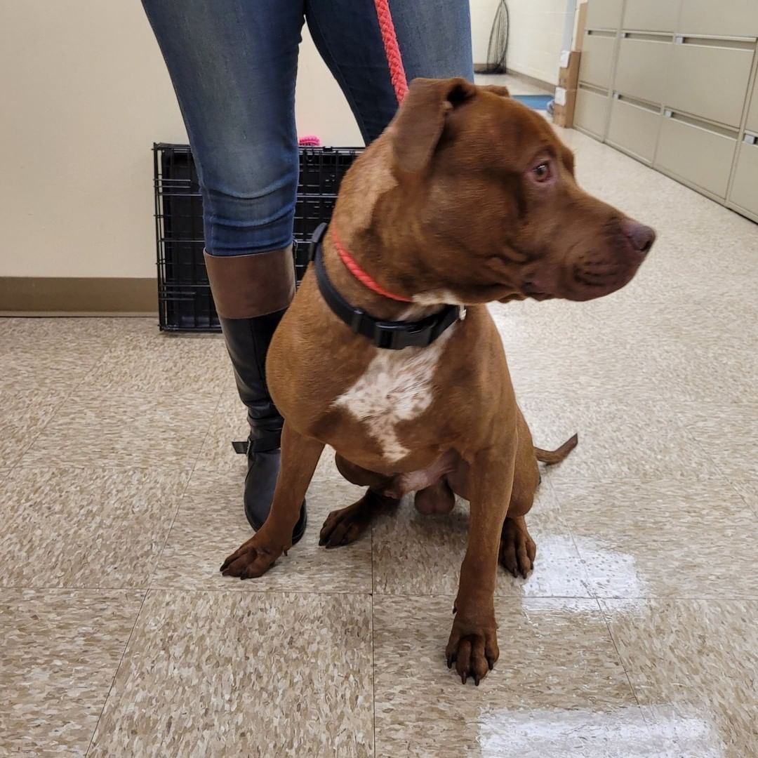 ‼ FOUND DOG ‼
This handsome dude was found at Chambers Street and Cedar Lane. If this is your dog, please contact the Hamilton Township Animal Shelter. 
📞 609-890-3550
Please share to help him find his way home.