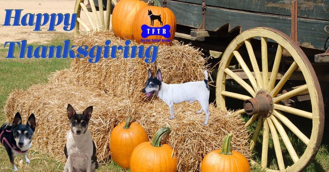 Happy Thanksgiving from all of us at Toy Fox Terrier Rescue! We hope everyone has a wonderful day. We are thankful for all of our supporters who help us help this amazing breed!  <a target='_blank' href='https://www.instagram.com/explore/tags/thanksgiving/'>#thanksgiving</a> <a target='_blank' href='https://www.instagram.com/explore/tags/toyfoxterriers/'>#toyfoxterriers</a> <a target='_blank' href='https://www.instagram.com/explore/tags/tftr/'>#tftr</a>