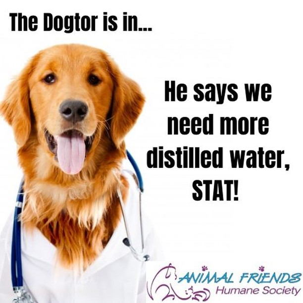 🌟Wishlist Wednesday!🌟
Our autoclave (the machine that sterilizes our surgical instruments) requires distilled water to operate, and we are beginning to run low on it. Please consider donating a jug or two of distilled water to our surgery clinic! These can be dropped off at our shelter on 1820 Princeton Road, Hamilton, OH 45011anytime during out open hours!

For more ways to help check out our pages on how to:
Adopt— https://www.animalfriendshs.org/adopt/
Foster— https://www.animalfriendshs.org/ways-to-help/foster/
Volunteer— https://www.animalfriendshs.org/ways-to-help/volunteer/
Or Donate— https://www.animalfriendshs.org/ways-to-help/donate/