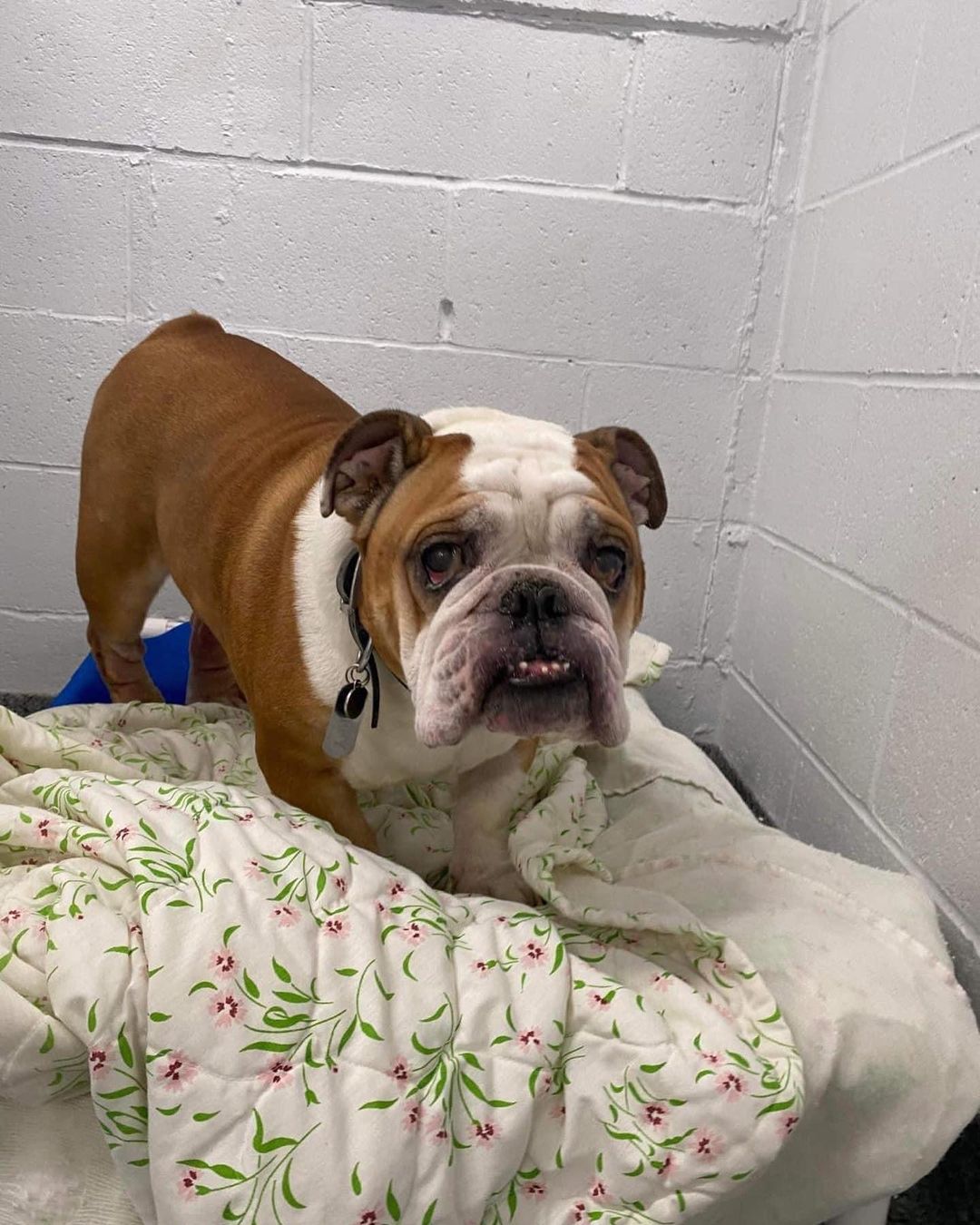 A shelter reached out to us about this kiddo and we welcomed him into foster care today 👏🏼❤️

Welcome, Beefy!

<a target='_blank' href='https://www.instagram.com/explore/tags/queencitybulldogrescue/'>#queencitybulldogrescue</a>