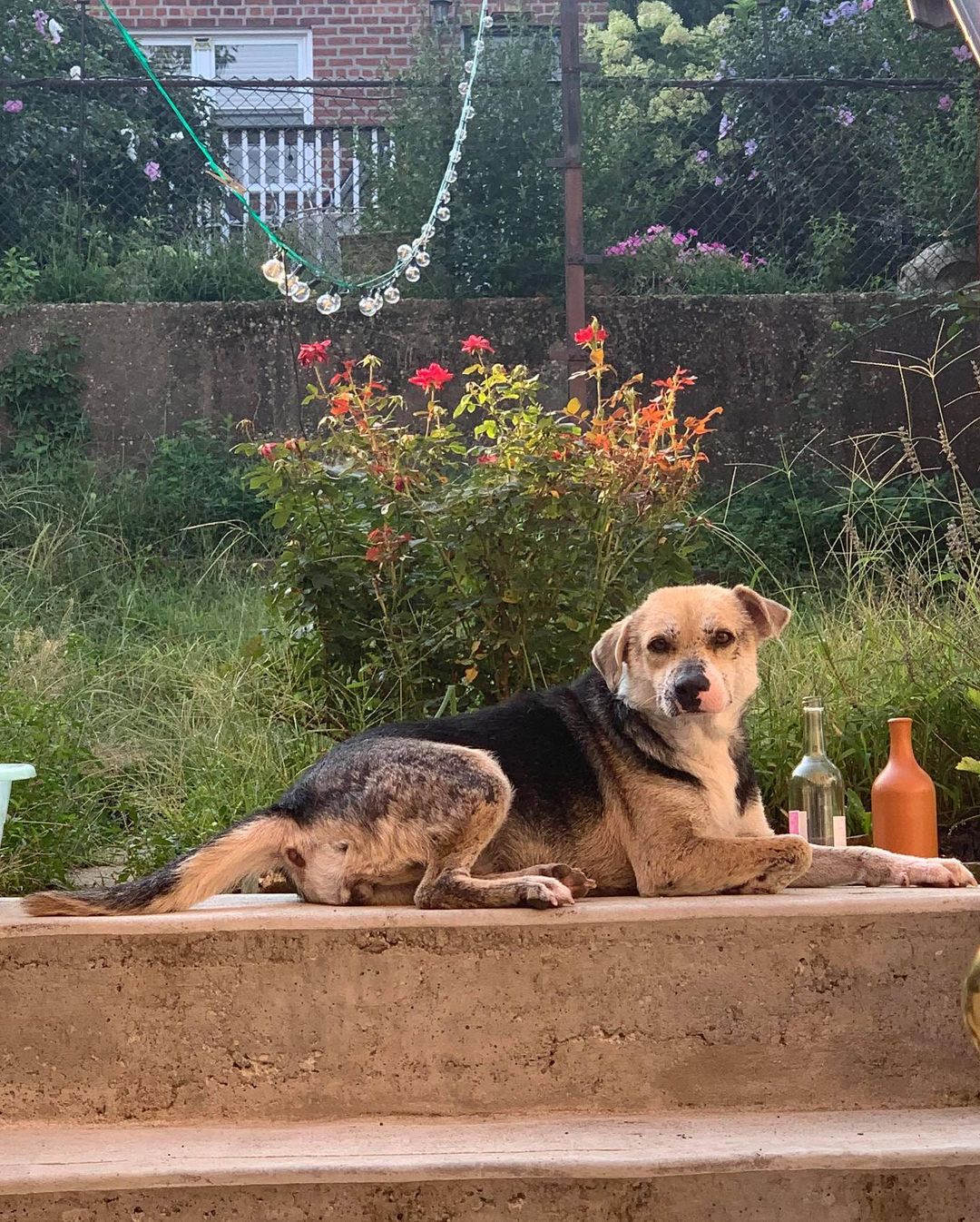 Say hello to HELOISE! Ugh, look at her smile.😍 Heloise always makes my days a bit brighter. Heloise is a one-year-old, 25-pound pumpkin made of good vibes and sunshine.☀️

This little love bug wants to be everybody's friend, whether a dog, cat, or person! She walks beautifully on a leash, enjoys time in her crate, and loves being pampered with affection. She's a total goofball who gets the zoomies every now and then, and boy can she fly! When Heloise has alone time, she entertains herself by playing around and throwing toys in the air. An independent princess. She's a clever, low-maintenance chicklet who loves belly rubs and naps in the shade. 

Heloise is a joy to be around, and she's looking for her forever home! To adopt Heloise, go to NYCSecondChanceRescue.org and apply!
<a target='_blank' href='https://www.instagram.com/explore/tags/BecauseTheyMatter/'>#BecauseTheyMatter</a>