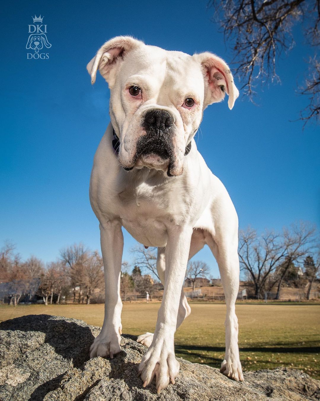 Joanie needs a home. <a target='_blank' href='https://www.instagram.com/explore/tags/whiteboxer/'>#whiteboxer</a> <a target='_blank' href='https://www.instagram.com/explore/tags/afoptdontshop/'>#afoptdontshop</a> <a target='_blank' href='https://www.instagram.com/explore/tags/rescuedismyfavoritebreed/'>#rescuedismyfavoritebreed</a> <a target='_blank' href='https://www.instagram.com/explore/tags/hobocareboxerrescue/'>#hobocareboxerrescue</a>