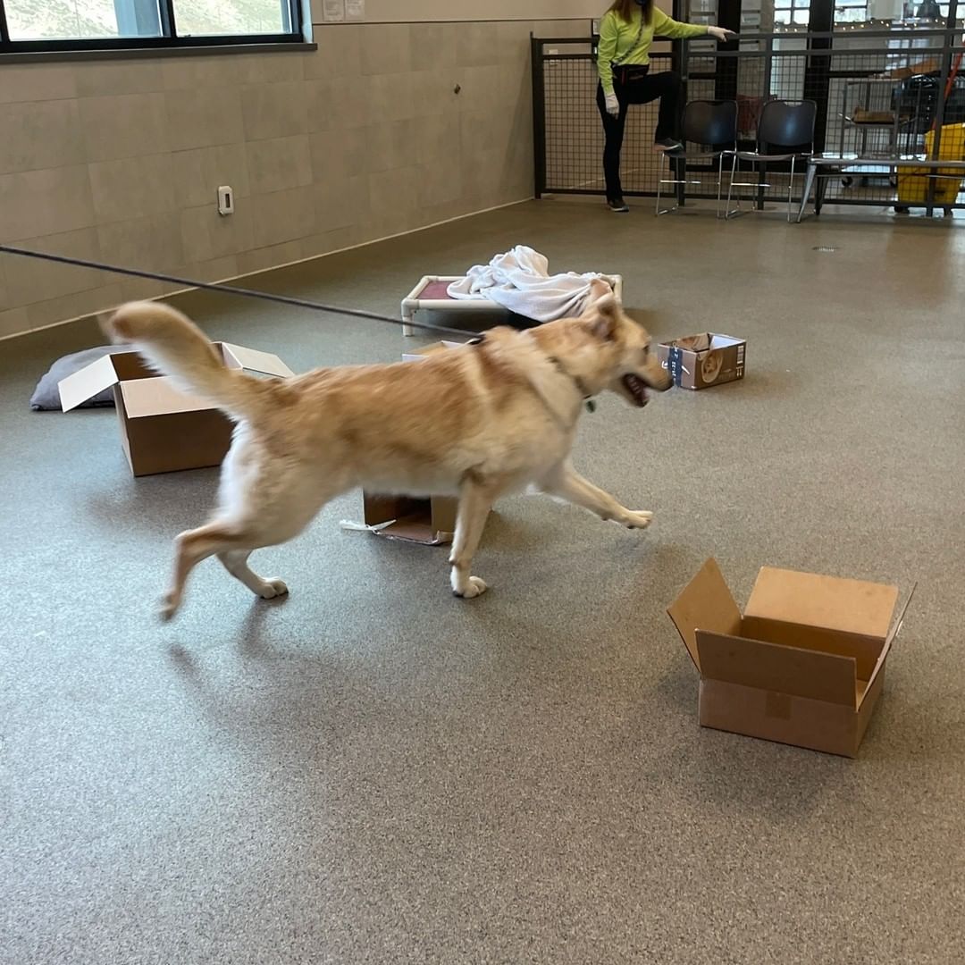 Nosework Newton! 👃

Newton is getting his nose on with some pretty impressive 