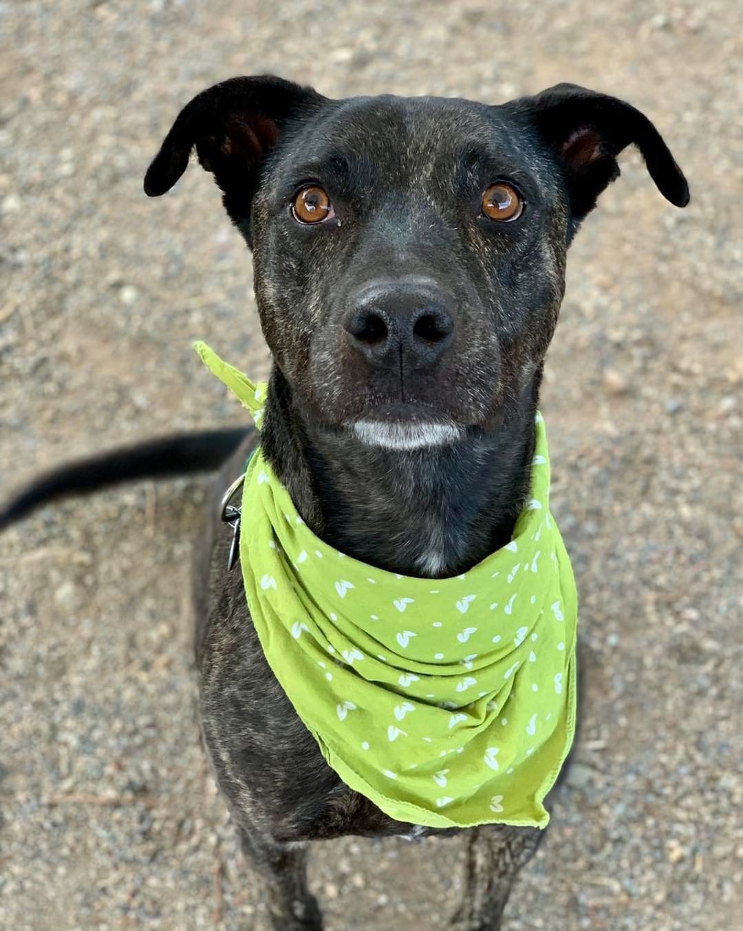 Today we want to highlight a staff favorite, Chewy! This friendly, goofy, outgoing and affectionate 4 year old has been with us for over 80 days and is more than ready to find his forever family. 

Chewy is a good listener, knows basic commands and is awesome on a leash! He enjoys spending time with gentle dogs but is more interested in the people around him. Chewy loves everyone he meets and adores kiddos.

Chewy is looking for an active home that will take him on daily walks and weekend outdoor adventures. This smart, lovable guy needs an affectionate home that understands his enthusiasm for life and I’ve for adventures ♥️

Interested in adopting Chewy? Apply online today and a team member will call you to set up a time for you to meet this kindhearted guy!

<a target='_blank' href='https://www.instagram.com/explore/tags/lpchs/'>#lpchs</a> <a target='_blank' href='https://www.instagram.com/explore/tags/adoptashelterpet/'>#adoptashelterpet</a> <a target='_blank' href='https://www.instagram.com/explore/tags/homefortheholidays/'>#homefortheholidays</a> <a target='_blank' href='https://www.instagram.com/explore/tags/pittienation/'>#pittienation</a> <a target='_blank' href='https://www.instagram.com/explore/tags/adoptlocal/'>#adoptlocal</a>