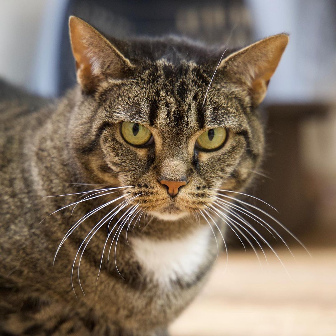 There wasn’t a <a target='_blank' href='https://www.instagram.com/explore/tags/whiskerwednesday/'>#whiskerwednesday</a> contest, but Arya still won 💖

Not only does she have the most beautiful whiskers, she has an adorably expressive face! Swipe to see how she looks if you tell her she doesn’t get cheek scratches, and then how she looks when she gets them 🥰

Learn more about Arya on our website, linked in our bio! 
.
.
.

 <a target='_blank' href='https://www.instagram.com/explore/tags/instacat/'>#instacat</a> <a target='_blank' href='https://www.instagram.com/explore/tags/catsofinstagram/'>#catsofinstagram</a> <a target='_blank' href='https://www.instagram.com/explore/tags/catoftheday/'>#catoftheday</a> <a target='_blank' href='https://www.instagram.com/explore/tags/igcat/'>#igcat</a> <a target='_blank' href='https://www.instagram.com/explore/tags/rescuecat/'>#rescuecat</a> <a target='_blank' href='https://www.instagram.com/explore/tags/rescuecatsofinstagram/'>#rescuecatsofinstagram</a> <a target='_blank' href='https://www.instagram.com/explore/tags/cat/'>#cat</a> <a target='_blank' href='https://www.instagram.com/explore/tags/cats/'>#cats</a> <a target='_blank' href='https://www.instagram.com/explore/tags/rescuepets/'>#rescuepets</a> <a target='_blank' href='https://www.instagram.com/explore/tags/instapet/'>#instapet</a> <a target='_blank' href='https://www.instagram.com/explore/tags/igpets/'>#igpets</a> <a target='_blank' href='https://www.instagram.com/explore/tags/petsofinstagram/'>#petsofinstagram</a> <a target='_blank' href='https://www.instagram.com/explore/tags/kitty/'>#kitty</a> <a target='_blank' href='https://www.instagram.com/explore/tags/kittylove/'>#kittylove</a> <a target='_blank' href='https://www.instagram.com/explore/tags/animalrescue/'>#animalrescue</a> <a target='_blank' href='https://www.instagram.com/explore/tags/adoptdontshop/'>#adoptdontshop</a> <a target='_blank' href='https://www.instagram.com/explore/tags/goodkitty/'>#goodkitty</a> <a target='_blank' href='https://www.instagram.com/explore/tags/pnwcats/'>#pnwcats</a> <a target='_blank' href='https://www.instagram.com/explore/tags/pnwpets/'>#pnwpets</a> <a target='_blank' href='https://www.instagram.com/explore/tags/pdxcat/'>#pdxcat</a> <a target='_blank' href='https://www.instagram.com/explore/tags/pdxpets/'>#pdxpets</a> <a target='_blank' href='https://www.instagram.com/explore/tags/pdxadopt/'>#pdxadopt</a> <a target='_blank' href='https://www.instagram.com/explore/tags/pdx/'>#pdx</a> <a target='_blank' href='https://www.instagram.com/explore/tags/portlandia/'>#portlandia</a> <a target='_blank' href='https://www.instagram.com/explore/tags/igaddict/'>#igaddict</a> <a target='_blank' href='https://www.instagram.com/explore/tags/instadaily/'>#instadaily</a> <a target='_blank' href='https://www.instagram.com/explore/tags/catsofig/'>#catsofig</a>