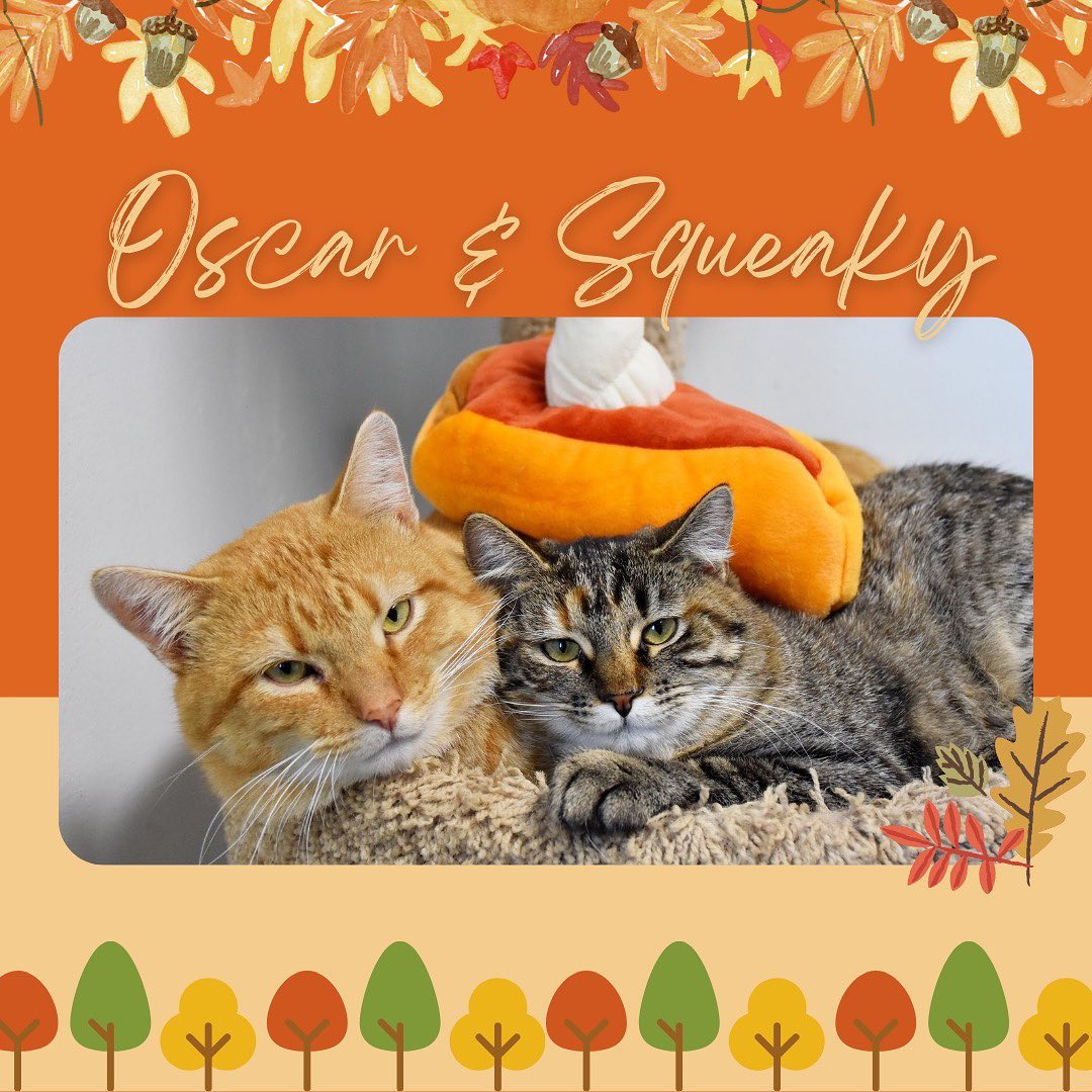 Our adoptable cats & dogs are getting ready for Thanksgiving, they would love to be spending it in their forever home this year! Come meet them today 8am-1pm.