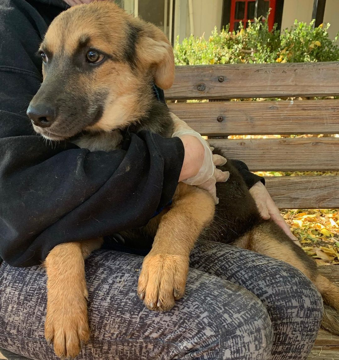 Here are just a few of our available pups! 🥰 Flor, Charlie, Itchy and little Alvin! Let’s get them a new home for the holidays 😍 <a target='_blank' href='https://www.instagram.com/explore/tags/adoptdontshop/'>#adoptdontshop</a> <a target='_blank' href='https://www.instagram.com/explore/tags/puppyloves/'>#puppyloves</a> <a target='_blank' href='https://www.instagram.com/explore/tags/pawmission/'>#pawmission</a>