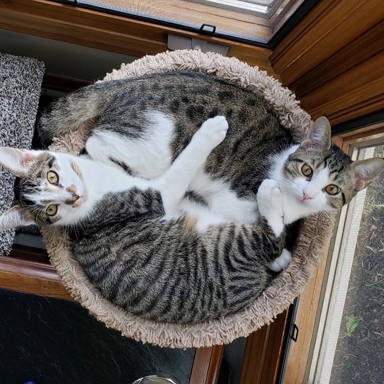 Photo update on Jack and Finn: They are loving their forever home! These brothers hit the jackpot and get to be together forever! 
Swipe to the end to see Finn’s adorable leg pattern. It looks like he has on only one sock and one pant leg. He knows it’s a cool pattern and loves to show off!
.
.
.
<a target='_blank' href='https://www.instagram.com/explore/tags/adoptdontshop/'>#adoptdontshop</a> <a target='_blank' href='https://www.instagram.com/explore/tags/adopted/'>#adopted</a> <a target='_blank' href='https://www.instagram.com/explore/tags/foreverhome/'>#foreverhome</a> <a target='_blank' href='https://www.instagram.com/explore/tags/fureverhome/'>#fureverhome</a> <a target='_blank' href='https://www.instagram.com/explore/tags/togetherforever/'>#togetherforever</a> <a target='_blank' href='https://www.instagram.com/explore/tags/cutecats/'>#cutecats</a> <a target='_blank' href='https://www.instagram.com/explore/tags/cuddlingcats/'>#cuddlingcats</a> <a target='_blank' href='https://www.instagram.com/explore/tags/cbus/'>#cbus</a> <a target='_blank' href='https://www.instagram.com/explore/tags/columbusohio/'>#columbusohio</a> <a target='_blank' href='https://www.instagram.com/explore/tags/catsofinstagram/'>#catsofinstagram</a> <a target='_blank' href='https://www.instagram.com/explore/tags/catsofcolumbus/'>#catsofcolumbus</a>