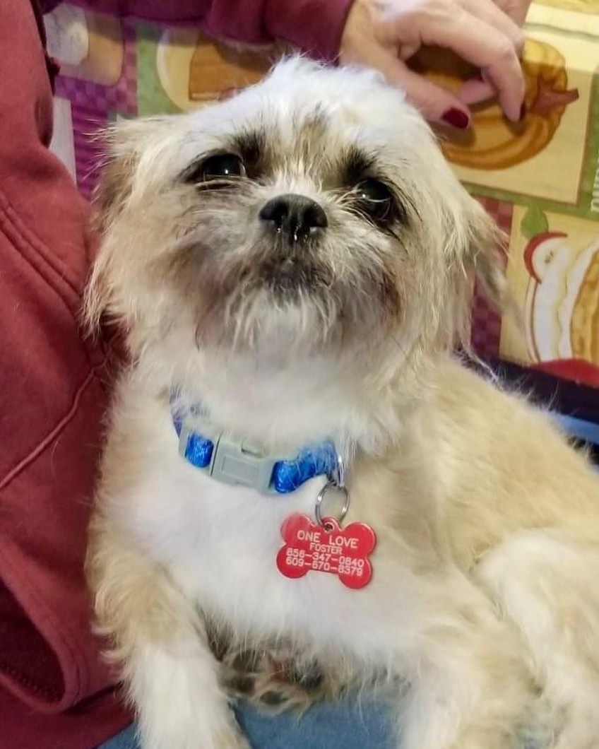 SAFE! ❤️

Marlia is safe and with One Love Animal Rescue Group Inc. thanks to a very special rescuer who saw her being given away on Craigs List. Marlia is a young Shih Tzu mix, she weighs less than 13 pounds and is super friendly. This little lady will need to be spayed and in a few weeks will be ready to consider who her new family will be. 

Thank you for saying 