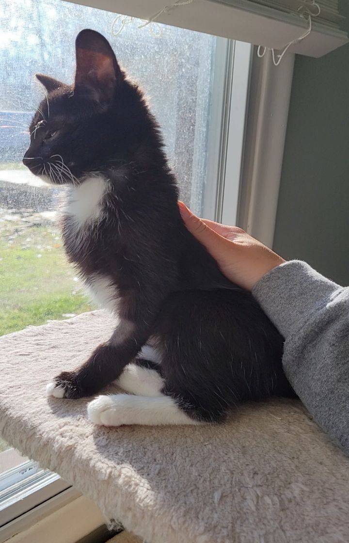 Well hello there! My name is Split Pea and it's very nice to meet you. I am a super sweet female tuxedo kitten who was born on August 3, 2021. I am the biggest lovebug out there - a total melt in your arms kind of kitten. I'm not the kind of girl to run up to random strangers, but the moment I get to know you oh boy do I fall in love. Don't get me wrong, I still enjoy playing with my toys and zooming around with my foster siblings, but my most favorite thing in the whole wide world is people. I ask my foster mom for pets and snuggles alllllll the time, doesn't even matter what she's doing. I tolerate calm dogs, and I adore the company of other cats and kittens. I would really enjoy going to a home with another cat or with one of my foster siblings. Before I came to the rescue, I had a really bad eye infection that left one of my eyes with some scarring. Don't worry though, it doesn't bother me one bit and I can still see really well! I always use the litterbox like the good girl I am. If you're looking for a new best friend that just wants to cuddle, I'm your gal! I very much look forward to meeting you ❤ Adoption fee: $125. Adopt a pair: $200. Fee includes testing, deworming, vaccinations, spay/neuter, microchip and 30 days of free pet insurance.
Apply at https://form.jotform.us/72344550240144

<a target='_blank' href='https://www.instagram.com/explore/tags/adoptable/'>#adoptable</a> <a target='_blank' href='https://www.instagram.com/explore/tags/kitten/'>#kitten</a> <a target='_blank' href='https://www.instagram.com/explore/tags/tuxedo/'>#tuxedo</a> <a target='_blank' href='https://www.instagram.com/explore/tags/formalcat/'>#formalcat</a> <a target='_blank' href='https://www.instagram.com/explore/tags/adoptdontshop/'>#adoptdontshop</a> <a target='_blank' href='https://www.instagram.com/explore/tags/lovebug/'>#lovebug</a>