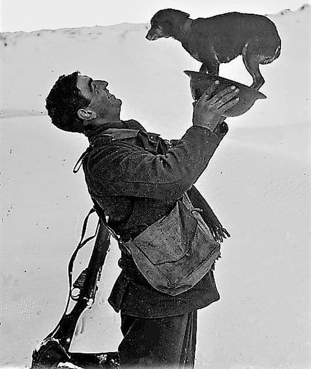 The great photograph is of a British soldier kneeling, as he is lifting up a pet dog in his shrapnel helmet.

It was taken on the 22nd of December 1917, on the Western Front during WW1.
During WW1, dogs were often used to deliver vital messages during battle. They were turned loose to move silently to a second handler. This required a dog that was very loyal to two masters, otherwise the dog would not deliver the message on time or at all.
Some messenger dogs also performed other communication jobs, such as pulling telephone lines or cables from one location to another.

Dogs also carried aid to the wounded and sniffed out enemy soldiers.

Dogs were often used as unit mascots for military units. The presence of a mascot was designed to lift morale, and many were used to this effect in the trenches of WW1.

Lest We Forget.