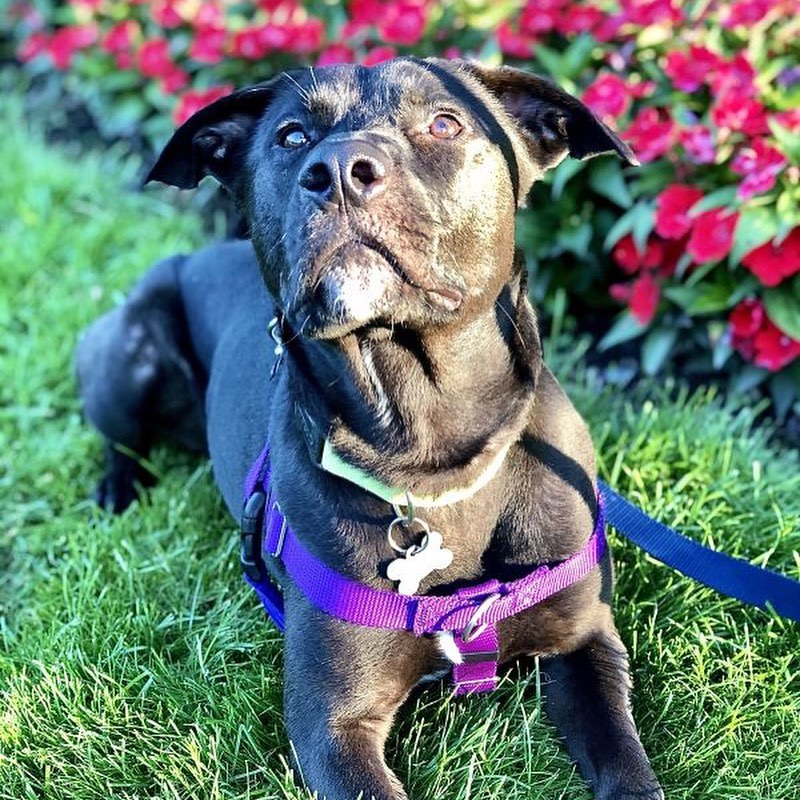 Smart, sleek, shy, and snuggly. Meet Oller. 

At two years old, Oller knows his manners. This well-behaved boy is housebroken (will nose the door to signal he needs to go), fine in his crate (though he does need a yummy treat to be coaxed in), and knows multiple commands (sit, leave it, no, walk, outside). He is still working on not pulling on walks when he sees small animals.

Oller is shy when first meeting people, especially men, but with time is sure to warm up and show his cuddly and goofy side. Once he is comfortable and knows he can trust you, Oller will happily accept belly rubs and ear scratches, and he may try to squeeze his 55-pound self into your lap.

Like a huge percentage of the human population currently, Oller has some anxieties. However, given his anxiety meds on a daily basis, he transforms into a happy, sweet boy nudging you for pets and cuddles. This playful boy loves to play fetch and tug-o-war, gets along with the resident dog in his foster home, and shows interest in meeting other dogs. If he isn’t given his medication, he is prone to resource guarding with valuable items, such as bones and toys.

Oller has so much love to give. All he needs is a patient family willing to give him the time and space he needs to warm up. If you think that Oller is right for you, fill out an application for this handsome boy today!