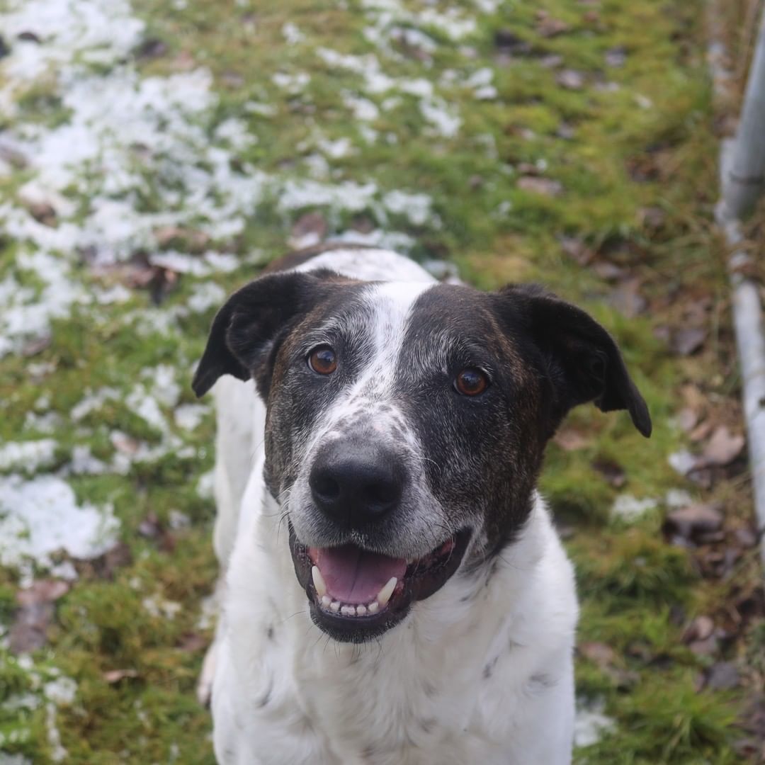 I swear I'm not as crazy as my name sounds, I just like playing with my toys, they make the noise, not me! But anyway, my name is Ruckus. I'm a goofy five-year-old boy, and I'm looking for a home where it can be just me and my parents.  I like being the only child--(that includes furry siblings and human ones too!) so that way I get the toys all to myself. I've been at LTBHS for a little while now, but I'm hoping I'll have a home for the holidays and can have someone to go on walks with and play with!  Stop by and meet me soon--I hope you will.  Love, Ruckus.