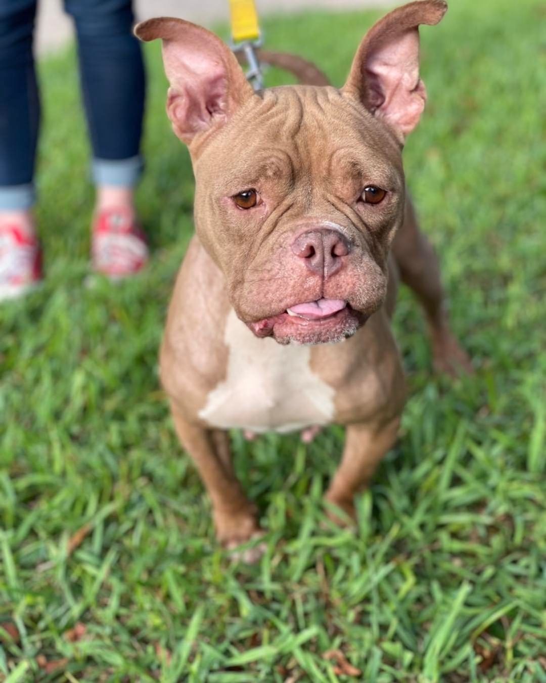 Grandma Pearl needs a forever or foster home!  It absolutely will be love at first sight!  Please don’t let Grandma spend Thanksgiving at the shelter!  She needs in a home baking pumpkin pies 🥧🥧. We are here until 3:00 PM.