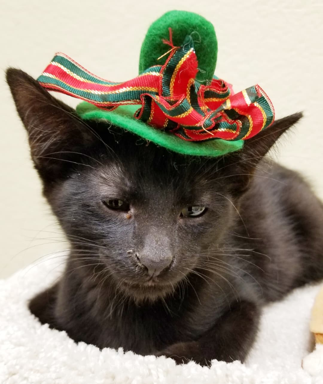 🎅🐈 We almost forgot to introduce you to our furry elves who helped make the PETCO Cat Lounge so festive yesterday 🎄

Meet Portia the baby panther, kitten brothers Bootstrap and Blackbeard, tuxie kitten Mr Milky, Tuffy the tuxie, Portia again, the always fashionable pantherette Lox, Blackbeard sporting his first Christmas hat, Blackbeard again, Lox again...and what holiday would be complete without a wrestling match in the Christmas train 🚂

All these sweeties are available for adoption and would love to have a FURever home for the holidays 💕🐾🏡💕

Located inside PETCO Metro 2784 W Peoria Ave in Phoenix. 
Hours: 5:30-7:00pm Monday-Saturday and 5-6:30pm on Sundays. 

Scarf by @fantasticosas 
Catnip mat and vintage hats by @friskycity 

<a target='_blank' href='https://www.instagram.com/explore/tags/allaboutanimalsrescueaz/'>#allaboutanimalsrescueaz</a> <a target='_blank' href='https://www.instagram.com/explore/tags/savealife/'>#savealife</a> <a target='_blank' href='https://www.instagram.com/explore/tags/petcocatlounge/'>#petcocatlounge</a> <a target='_blank' href='https://www.instagram.com/explore/tags/adoptdontshop/'>#adoptdontshop</a> <a target='_blank' href='https://www.instagram.com/explore/tags/rescuedismyfavoritebreed/'>#rescuedismyfavoritebreed</a> <a target='_blank' href='https://www.instagram.com/explore/tags/rescuefosteradopt/'>#rescuefosteradopt</a> <a target='_blank' href='https://www.instagram.com/explore/tags/fosteringsaveslives/'>#fosteringsaveslives</a> <a target='_blank' href='https://www.instagram.com/explore/tags/thinkadoptionfirst/'>#thinkadoptionfirst</a> <a target='_blank' href='https://www.instagram.com/explore/tags/lovechangeseverything/'>#lovechangeseverything</a> <a target='_blank' href='https://www.instagram.com/explore/tags/allyouneedislove/'>#allyouneedislove</a> <a target='_blank' href='https://www.instagram.com/explore/tags/mynewbestfriend/'>#mynewbestfriend</a> <a target='_blank' href='https://www.instagram.com/explore/tags/felinetherapy/'>#felinetherapy</a> <a target='_blank' href='https://www.instagram.com/explore/tags/felineshenanigans/'>#felineshenanigans</a> <a target='_blank' href='https://www.instagram.com/explore/tags/felinefun/'>#felinefun</a> <a target='_blank' href='https://www.instagram.com/explore/tags/adoptakitten/'>#adoptakitten</a> <a target='_blank' href='https://www.instagram.com/explore/tags/adoptacat/'>#adoptacat</a> <a target='_blank' href='https://www.instagram.com/explore/tags/rescuecatsrock/'>#rescuecatsrock</a> <a target='_blank' href='https://www.instagram.com/explore/tags/gato/'>#gato</a> <a target='_blank' href='https://www.instagram.com/explore/tags/gatito/'>#gatito</a> <a target='_blank' href='https://www.instagram.com/explore/tags/cuddlebuddy/'>#cuddlebuddy</a> <a target='_blank' href='https://www.instagram.com/explore/tags/homefortheholidays/'>#homefortheholidays</a> <a target='_blank' href='https://www.instagram.com/explore/tags/purrbaby/'>#purrbaby</a> <a target='_blank' href='https://www.instagram.com/explore/tags/purrfection/'>#purrfection</a> <a target='_blank' href='https://www.instagram.com/explore/tags/openyourhearttoarescuecat/'>#openyourhearttoarescuecat</a> <a target='_blank' href='https://www.instagram.com/explore/tags/cutekittens/'>#cutekittens</a> <a target='_blank' href='https://www.instagram.com/explore/tags/kittenvideo/'>#kittenvideo</a> <a target='_blank' href='https://www.instagram.com/explore/tags/adoptme/'>#adoptme</a> <a target='_blank' href='https://www.instagram.com/explore/tags/holidayfashion/'>#holidayfashion</a> <a target='_blank' href='https://www.instagram.com/explore/tags/catsinhats/'>#catsinhats</a> <a target='_blank' href='https://www.instagram.com/explore/tags/kittenadoptionphoenix/'>#kittenadoptionphoenix</a>