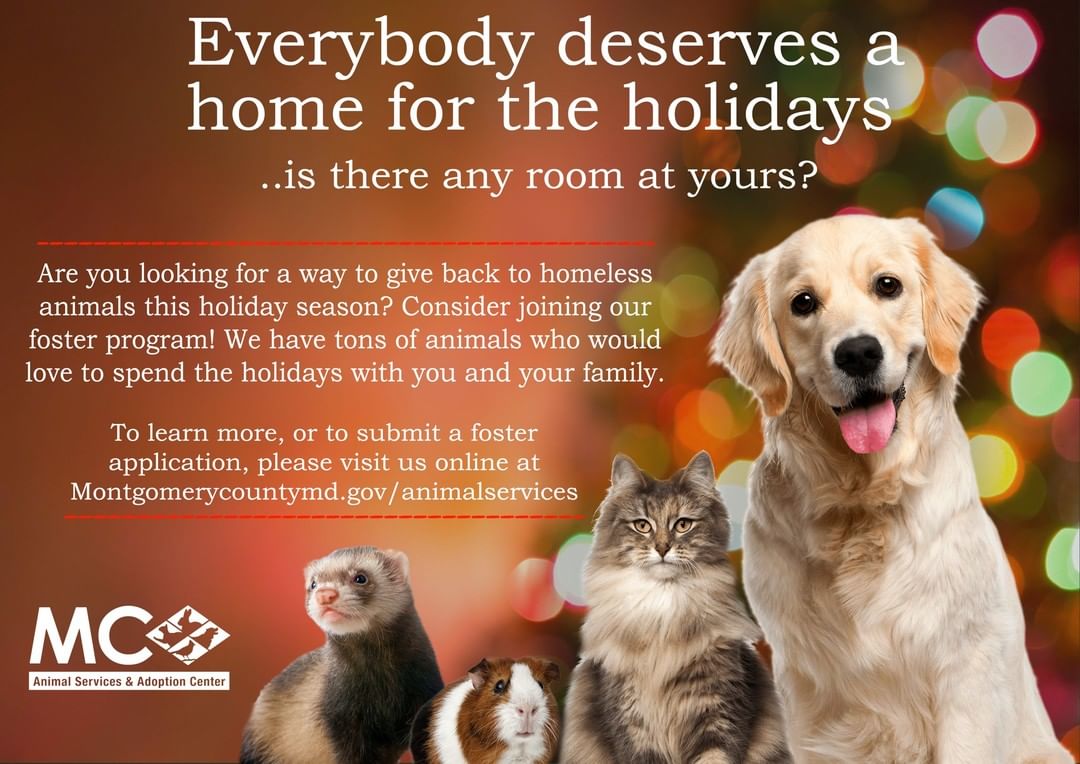 During the holiday season, we often reflect upon how thankful we are for our cozy homes, loving friends and family, and the celebrations we share. 💝 Unfortunately, these are comforts and joys that many shelter animals will be missing while they wait to be adopted. 
Any and all of our animals would be thrilled to spend the holidays with YOU! Can you open your house to a homeless animal for the holiday season? 🏡🐾

If so, we would love to have you on our foster team! We have guinea pigs, bunnies, dogs, birds, farm animals, reptiles, cats, and so many more animals who would love to spend the holidays at your home before going to their forever families! Not only do you get a low-commitment friend for a bit, but you'll be making a shelter animal very happy during this season of giving.
When you foster with MCASAC, you don't spend a cent. We provide ALL supplies, food, and vet care.

Our foster application turn-around time is currently 1-2 weeks, so don't wait! Apply to foster TODAY! To learn more, please visit the link in our bio for more information.