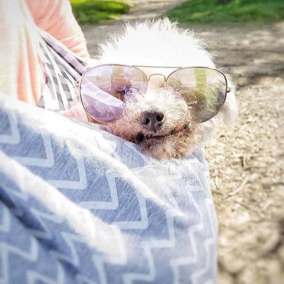 This <a target='_blank' href='https://www.instagram.com/explore/tags/tendollartuesday/'>#tendollartuesday</a> we are encouraging our followers who are able, to make a $10 donation to a nonprofit organization. 

This Tuesday is dedicated to our hospice dogs and our Sunset Club. 

So many times we are asked by the local shelters to take in dogs or cats, that are considered hospice. The medical staff at the shelters understand they will eventually be ready for their journey over the rainbow bridge 🌈🌉 however do not feel that it is yet their time. 

We believe when animals are ready to take their journey, they should be surrounded by nothing but love💜. They deserve better than being left afraid and alone in a shelter in their final moments. 

This $10 Tuesday we ask that you consider donating to Umbrella of Hope so that we can continue taking in hospice animals such as Matilda, who was surrounded by love and light for the last few months and her final moment, when she was ready to exchange her 15 year old body for wings 👼

Donations can be made via this post 👇or;

➡️ www.paypal.me/UOH
➡️ Venmo @umbrellaof-hoperescue
➡️ Zelle beourpet@gmail.com

*****Please Share******