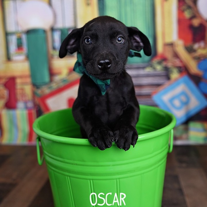 Don't let the name fool you! Oscar is anything but a grouch. Oscar is a sweet guy who loves to play but also really enjoys cuddling up with his people and his foster siblings. Oscar is already showing himself to be a very smart and loyal pal. He will fall asleep in your arms (much like his sweet mom) with his paws to the air and ready to receive belly rubs. 

👇👇SUBMIT AN APPLICATION HERE: 👇👇
https://2babrescue.org/adoption-fees-info
.
.
.
<a target='_blank' href='https://www.instagram.com/explore/tags/2babr/'>#2babr</a> <a target='_blank' href='https://www.instagram.com/explore/tags/2blondesallbreedsrescue/'>#2blondesallbreedsrescue</a> <a target='_blank' href='https://www.instagram.com/explore/tags/rescuedogsofinstagram/'>#rescuedogsofinstagram</a> <a target='_blank' href='https://www.instagram.com/explore/tags/colorado/'>#colorado</a> <a target='_blank' href='https://www.instagram.com/explore/tags/denver/'>#denver</a> <a target='_blank' href='https://www.instagram.com/explore/tags/colroadorescue/'>#colroadorescue</a> <a target='_blank' href='https://www.instagram.com/explore/tags/rescuesofcolorado/'>#rescuesofcolorado</a> <a target='_blank' href='https://www.instagram.com/explore/tags/adoptdontshop/'>#adoptdontshop</a> <a target='_blank' href='https://www.instagram.com/explore/tags/labmix/'>#labmix</a> <a target='_blank' href='https://www.instagram.com/explore/tags/coloradopuppies/'>#coloradopuppies</a>