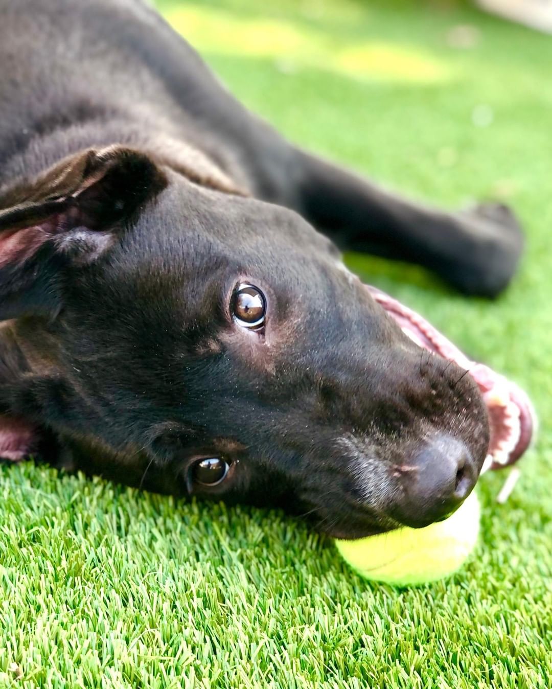 Conner is a  youngster through and through! Life is a party and Conner wants to be in attendance! Growing up in a shelter is tough for a young guy, and he has been waiting for a while. Conner would do best with a  home that is willing to give him the training and structure he craves. He loves toys, snacks, playing and is looking for a home that will help him reach his full potential and be the best boy he can be!

Connor is a 7 Month old, Neutered Male ,Labrador Retriever, Mixed Breed.
Here's what we know about him:

*Very smart
*Loves Toys
*Loves Treats
*Active/Athletic
*Good with other dogs
*Walks well on a leash
*Confident
*Affectionate
*Refresher on Manners
*Home with kids 12 and older.

