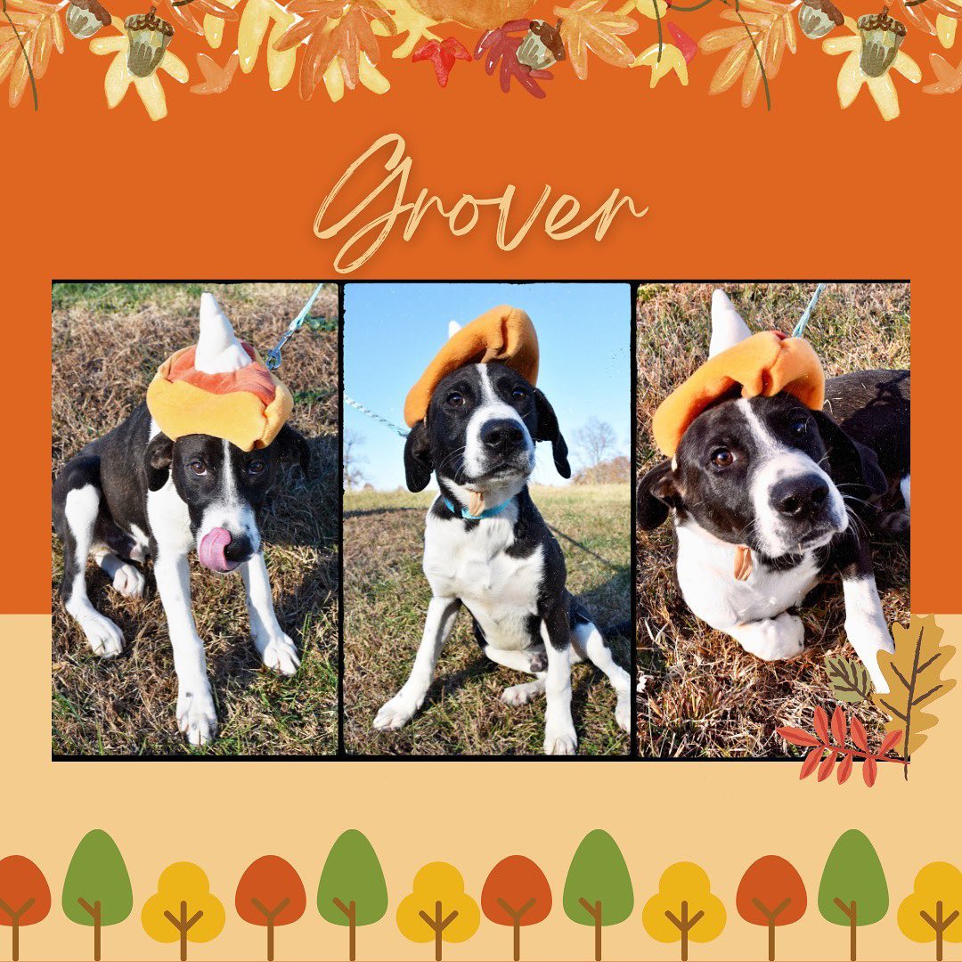 Our adoptable cats & dogs are getting ready for Thanksgiving, they would love to be spending it in their forever home this year! Come meet them today 8am-1pm.