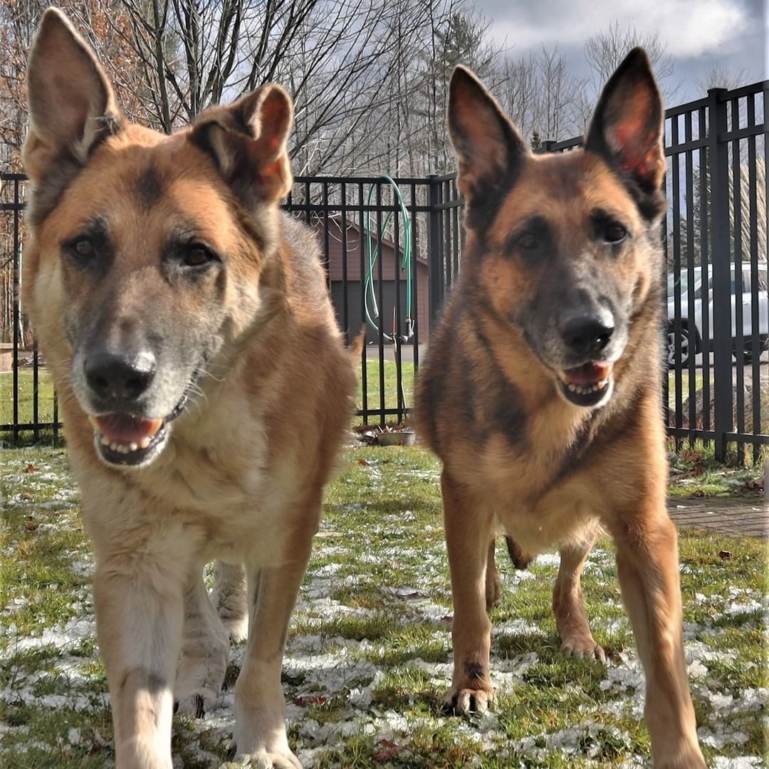 It's always difficult to see older animals surrendered to the shelter (even though at times it is necessary due to hardship on behalf of the owner) as they often wait longer to find homes.  Older animals often make wonderful companions, however.  They typically already have some manners, are housebroken, and are much more laid back than their younger counterparts. We have found that when people open their hearts and homes to an older animal in need, they are often rewarded with a loving and devoted friend. 

Abby and Riggs are our two oldest canine residents at 8 and 10 years old, respectively.  And these two sweet pups are looking for a loving home together.  They have been together since they were pups and are extremely bonded. 

While we know it may be more challenging to find homes for two elderly dogs, we truly believe that sweet Abby and Riggs deserve a loving home where they can spend their retirement years together being loved and doted on. 

November is Adopt a Senior Pet Month, which is a reminder of all of the amazing older animals awaiting homes in shelters each year.  Abby and Riggs are just two of the many older pets waiting for a second chance.  We know that there is a loving family out there for Abby and Riggs--please 