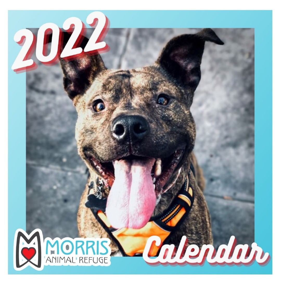 Do you have an animal lover on your holiday shopping list?  What would be better than giving them an amazing gift that also supports a cause close to their heart?  Check out some great gifts you can get that help support Morris Animal Refuge and the life-saving work we do, via the link on our bio!