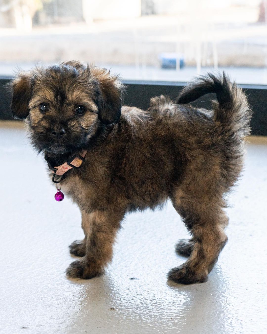 🚨 FLOOF ALERT! ⚠️
🚨 Applications closed for these pups! 🚨

Schnauzer poodle pups 😍

These 3 puppies are the babies of Hennessy (pictured last- who is the sweetest mama ever! She’s great on leash and friendly as ever!) 🥰

When applying to adopt these puppies, make sure that your application is detailed and complete and that you send photos and videos of your home so we can determine you are the best fit for the puppy’s life. 🧡

☕️ KAHLUA - 8 week old, Female, schnauzer poodle mix. 

🥛 BAILEY - 8 week old, Female, schnauzer poodle mix. 

👨🏼‍✈️ MORGAN - 8 week old, Male, schnauzer poodle mix.

These puppies were rescued at about 5 weeks old, so will be with their foster families until they are 8 weeks old/ready to go home. 

Come meet their mom Hennessy who’s a 1 Year Old, Female, Shnauzer Poodle. She is still recovering from having babies so will need to be spayed in a few months, and we will provide a voucher to get that done at our vet clinic. 🥰

All the puppies saw our vet yesterday are healthy and cute as ever! 🥰

Apply now by visiting our website:

📮 WagmorPets.org/Adoption

🧡🧡🧡

🐶 <a target='_blank' href='https://www.instagram.com/explore/tags/weeklyfluff/'>#weeklyfluff</a> <a target='_blank' href='https://www.instagram.com/explore/tags/puppiesforall/'>#puppiesforall</a> <a target='_blank' href='https://www.instagram.com/explore/tags/floofydog/'>#floofydog</a> <a target='_blank' href='https://www.instagram.com/explore/tags/poodlepuppies/'>#poodlepuppies</a> <a target='_blank' href='https://www.instagram.com/explore/tags/puppiesofinstagram/'>#puppiesofinstagram</a> <a target='_blank' href='https://www.instagram.com/explore/tags/wagmorpets/'>#wagmorpets</a> 🐶