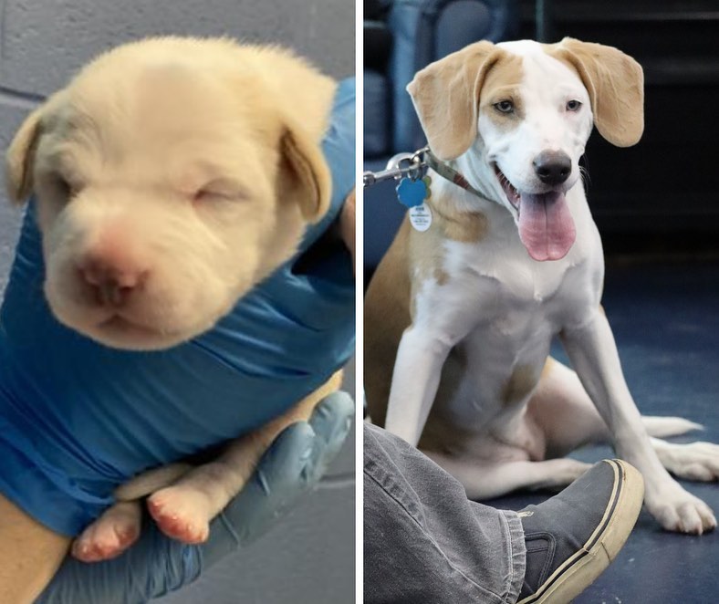 One of the best parts of our puppy classes is getting to see how much our pups have grown since being adopted! 💪

Our current class of pups includes Boone (fka Colby Jack), Josie (fka Adriana), Tully Mars (fka Alex), Coraline (fka Coraline 🥰), and Oliver (fka Crackle) 🐾🐾🐾

Be sure to show some love to our big boys and girls and in the comments 💙

If you’re a puppy owner and are interested in learning some tips on how to properly prepare your furball to grow up to be a well-adjusted and properly socialized pooch, then email our Animal Behavior Manager Alexis at akaul@pethelpers.org to reserve your spot in our January 2022 Puppy Socialization Class 🐶

.
.
.
.
.
<a target='_blank' href='https://www.instagram.com/explore/tags/pupdate/'>#pupdate</a> <a target='_blank' href='https://www.instagram.com/explore/tags/grown/'>#grown</a> <a target='_blank' href='https://www.instagram.com/explore/tags/grownup/'>#grownup</a> <a target='_blank' href='https://www.instagram.com/explore/tags/glowup/'>#glowup</a> <a target='_blank' href='https://www.instagram.com/explore/tags/puppyproblems/'>#puppyproblems</a> <a target='_blank' href='https://www.instagram.com/explore/tags/puppies/'>#puppies</a> <a target='_blank' href='https://www.instagram.com/explore/tags/pups/'>#pups</a> <a target='_blank' href='https://www.instagram.com/explore/tags/beforeandafter/'>#beforeandafter</a> <a target='_blank' href='https://www.instagram.com/explore/tags/puppiesofinstagram/'>#puppiesofinstagram</a> <a target='_blank' href='https://www.instagram.com/explore/tags/puppylove/'>#puppylove</a> <a target='_blank' href='https://www.instagram.com/explore/tags/rescuepup/'>#rescuepup</a> <a target='_blank' href='https://www.instagram.com/explore/tags/shelterdogsofinstagram/'>#shelterdogsofinstagram</a> <a target='_blank' href='https://www.instagram.com/explore/tags/shelterpup/'>#shelterpup</a> <a target='_blank' href='https://www.instagram.com/explore/tags/rescuedogsofinstagram/'>#rescuedogsofinstagram</a> <a target='_blank' href='https://www.instagram.com/explore/tags/rescuedog/'>#rescuedog</a> <a target='_blank' href='https://www.instagram.com/explore/tags/rescue/'>#rescue</a> <a target='_blank' href='https://www.instagram.com/explore/tags/adopt/'>#adopt</a> <a target='_blank' href='https://www.instagram.com/explore/tags/adoptdontshop/'>#adoptdontshop</a> <a target='_blank' href='https://www.instagram.com/explore/tags/charleston/'>#charleston</a> <a target='_blank' href='https://www.instagram.com/explore/tags/petcare/'>#petcare</a> <a target='_blank' href='https://www.instagram.com/explore/tags/pethelperssc/'>#pethelperssc</a> <a target='_blank' href='https://www.instagram.com/explore/tags/puppytraining/'>#puppytraining</a> <a target='_blank' href='https://www.instagram.com/explore/tags/rescuedismyfavoritebreed/'>#rescuedismyfavoritebreed</a>