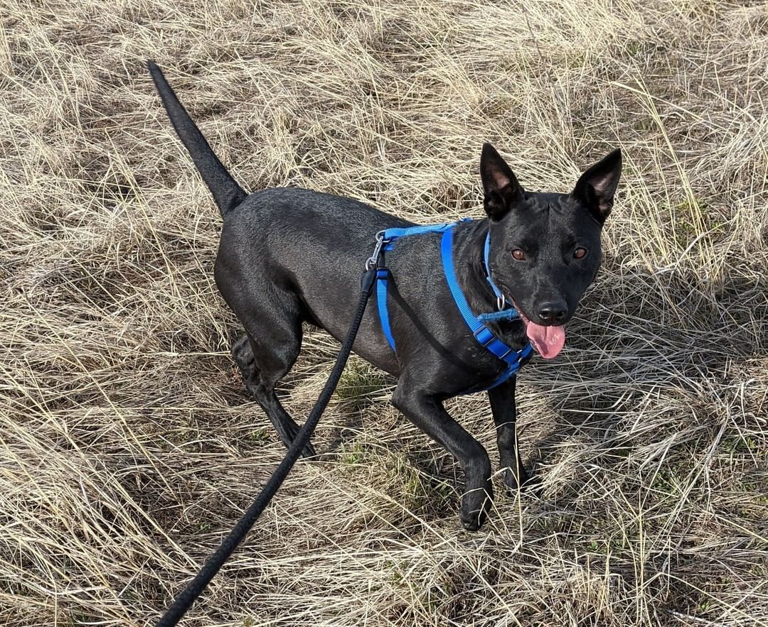 Our Black Friday Dog!!🖤 Meet Jax! Jax is a young professional mutt who would like to spend his days devoted to a person or family that he can call his own. This active young boy loves being outside running around and has never met a stranger! Jax is a fan of car rides, swimming, playing fetch, and going for long walks. So the person that is lucky enough to take Jax home will have a companion ready for a life of action and fun.

<a target='_blank' href='https://www.instagram.com/explore/tags/blackdog/'>#blackdog</a>  <a target='_blank' href='https://www.instagram.com/explore/tags/adoptme/'>#adoptme</a>